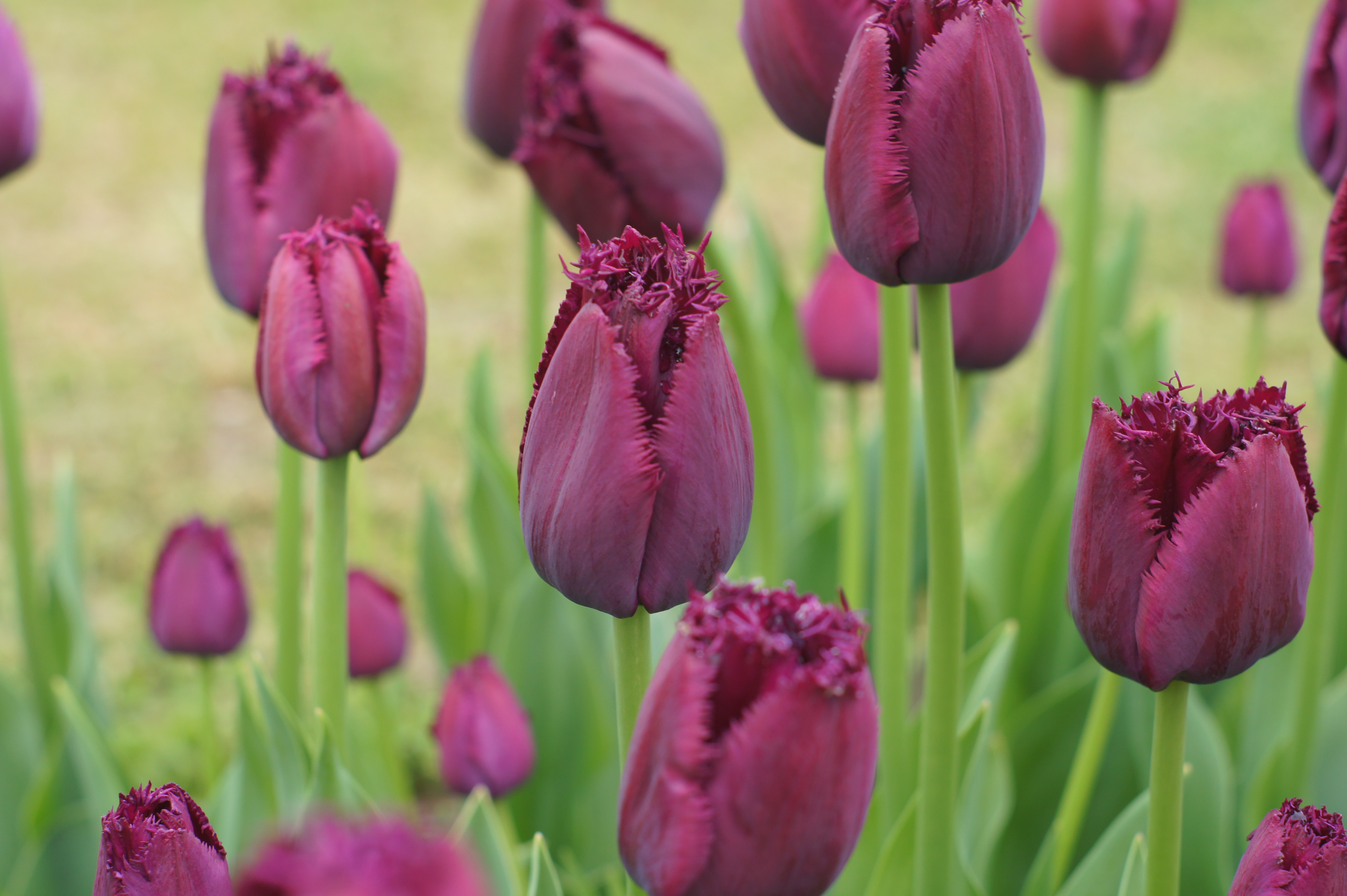 Gefranste dunkelviolette Tulpen in Nahaufnahme, grüne Stängel und unscharfer Gartenhintergrund