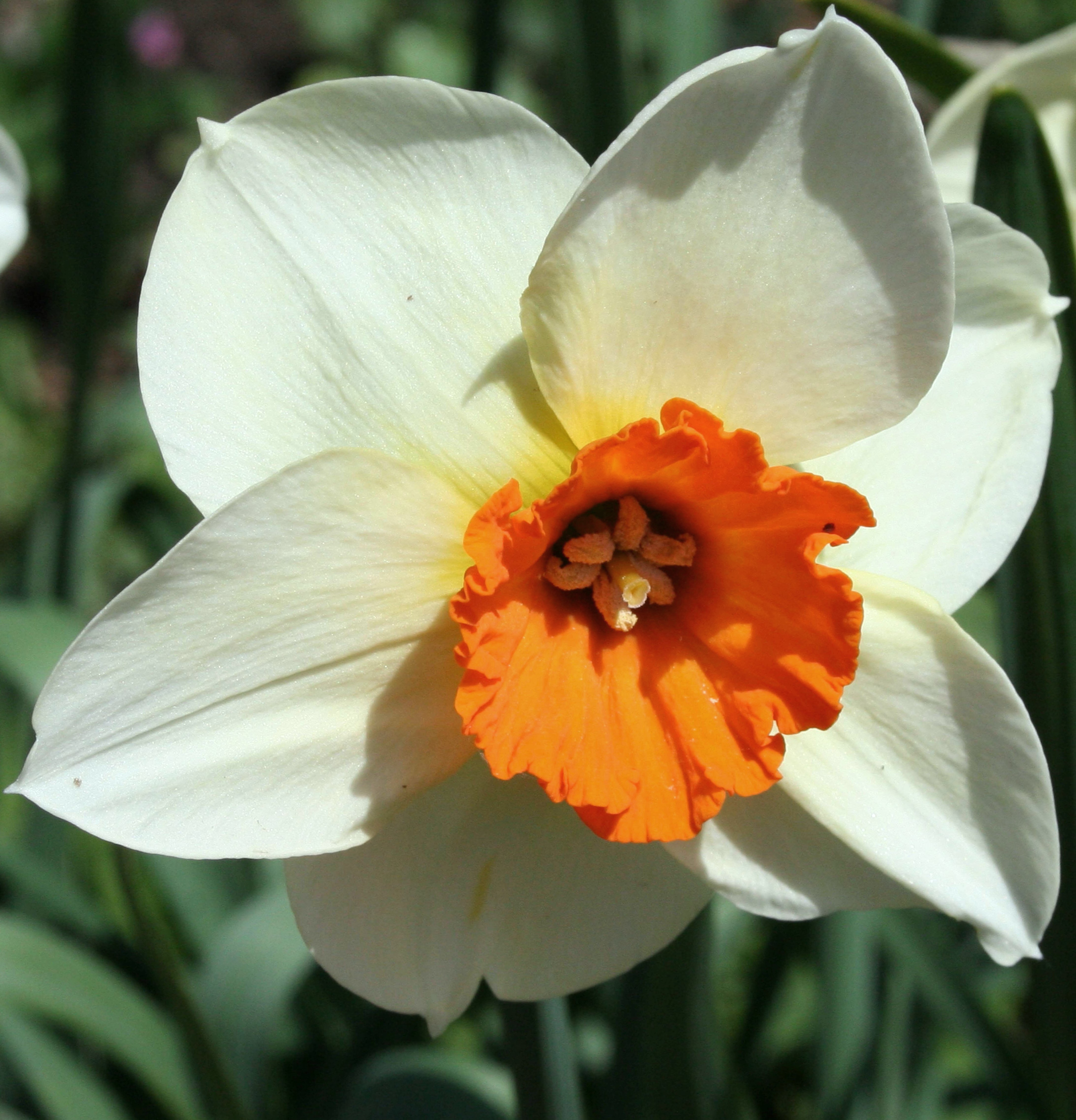 Nahaufnahme einer weißen Narzisse (Osterglocke) mit orangefarbenem, trompetenförmigem Kelch