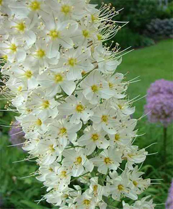 Nahaufnahme einer dichten Rispe weißer, fünfblattiger Blüten mit gelben Zentren und langen Staubfäden im Garten, unscharfer grüner und violetter Hintergrund