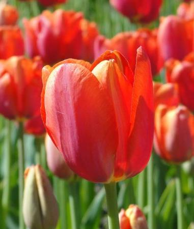 Nahaufnahme einer roten bis orangefarbenen Tulpe in einem sonnigen Tulpenfeld
