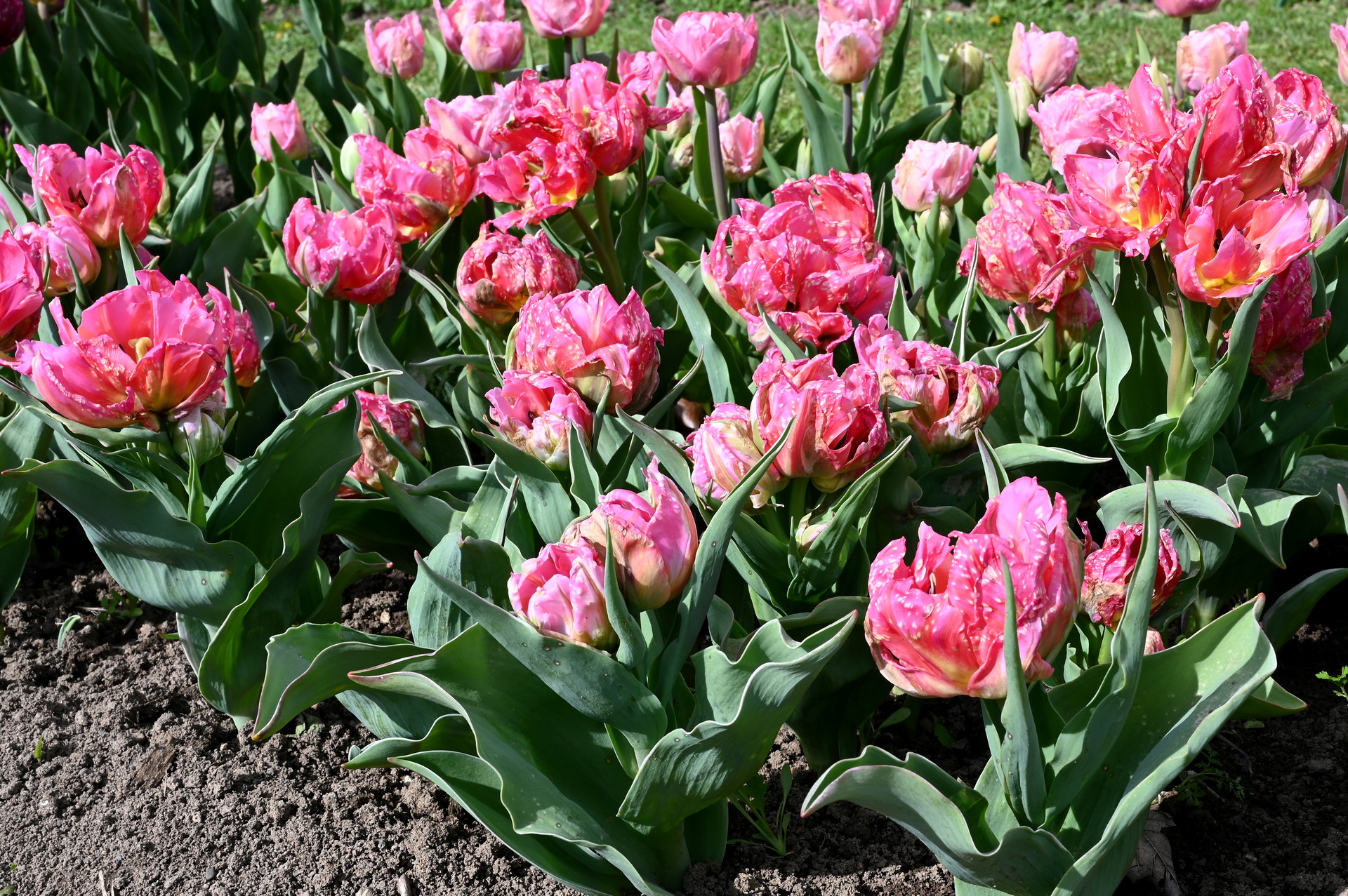 Gefüllte frühe Tulpen Dotcom im Beet mit großen, zartrosa, pfingstrosenartigen Blüten und hellen Nuancen – elegante Frühlingsblüher für Garten, Rabatte und Kübel.