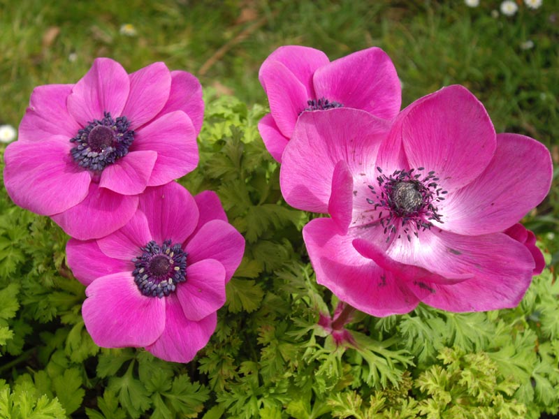 Nahaufnahme leuchtend pinker Anemonen (Anemone coronaria) mit dunklem Zentralteil auf grünem Blattwerk