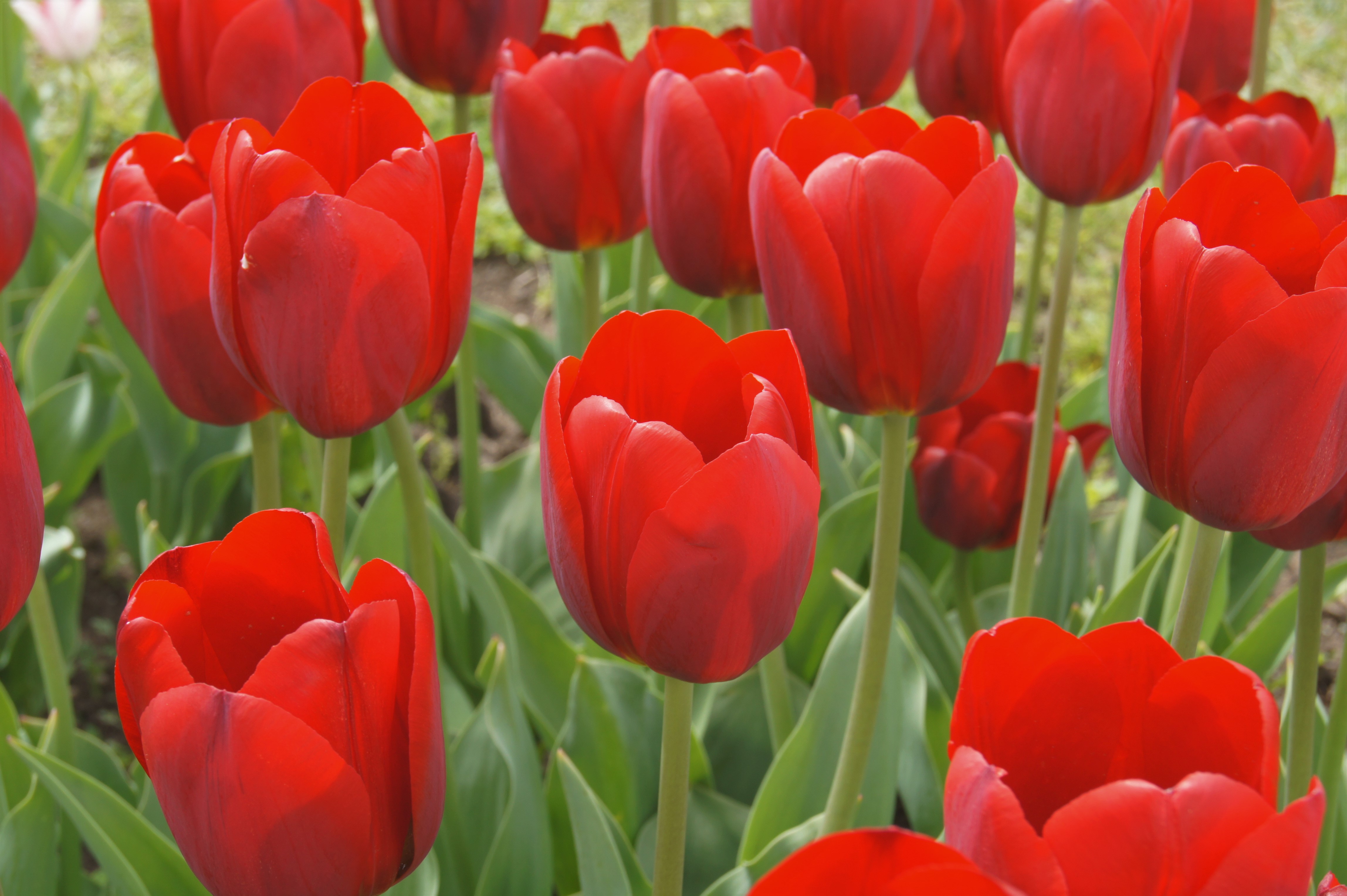 52222_Triumph-Tulpen Seadove Nahaufnahme leuchtend roter Tulpen mit grünen Blättern und Stängeln in einem Blumenbeet