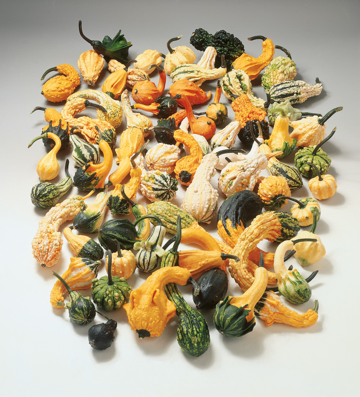 Viele verschiedene bunte Zierkürbisse und Kürbis-Gourds in Gelb, Orange, Grün und Weiß auf hellem Hintergrund, geeignet als herbstliche Dekoration