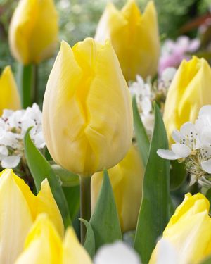 Nahaufnahme von gelben Tulpen im Blumenbeet, umgeben von grünen Blättern und vereinzelten weißen Blüten im unscharfen Hintergrund.