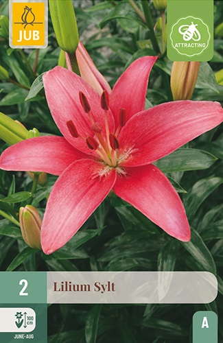 Lilie asiatisch Sylt