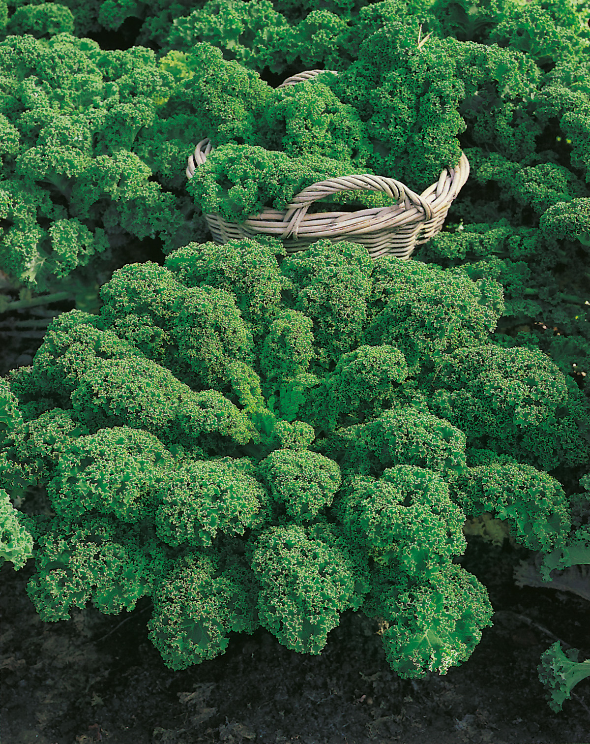 Grünkohl (Bio) halbhoher