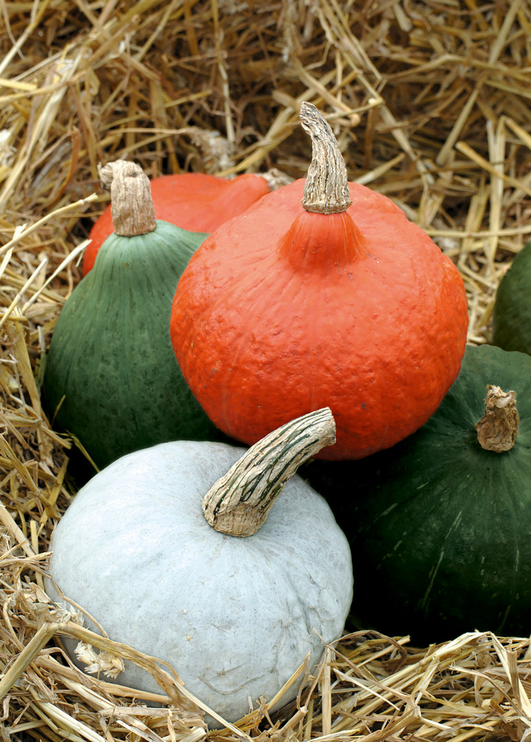Speisekürbis Hokkaido Mischung
