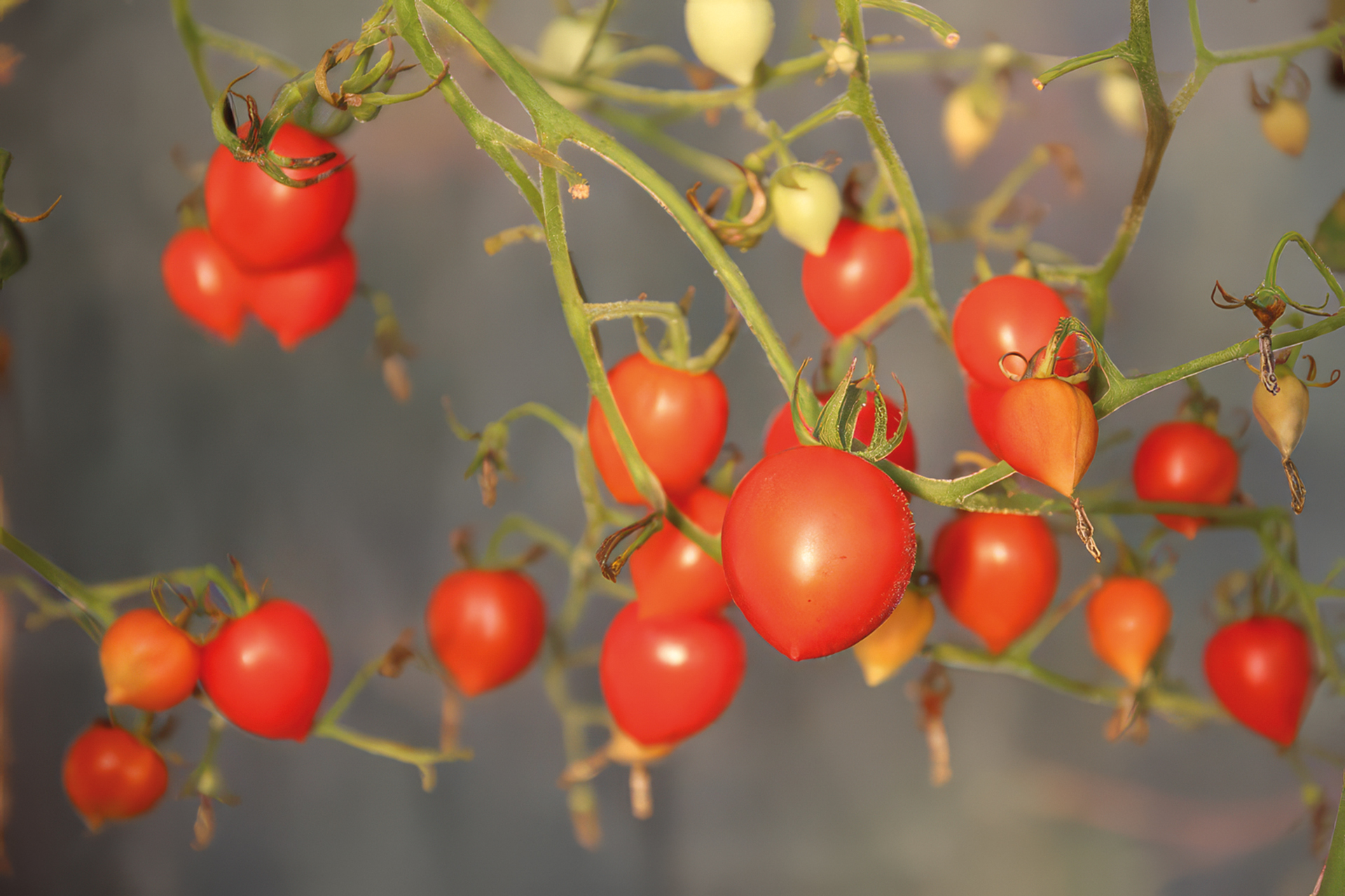 Cocktailtomate Taubenherz