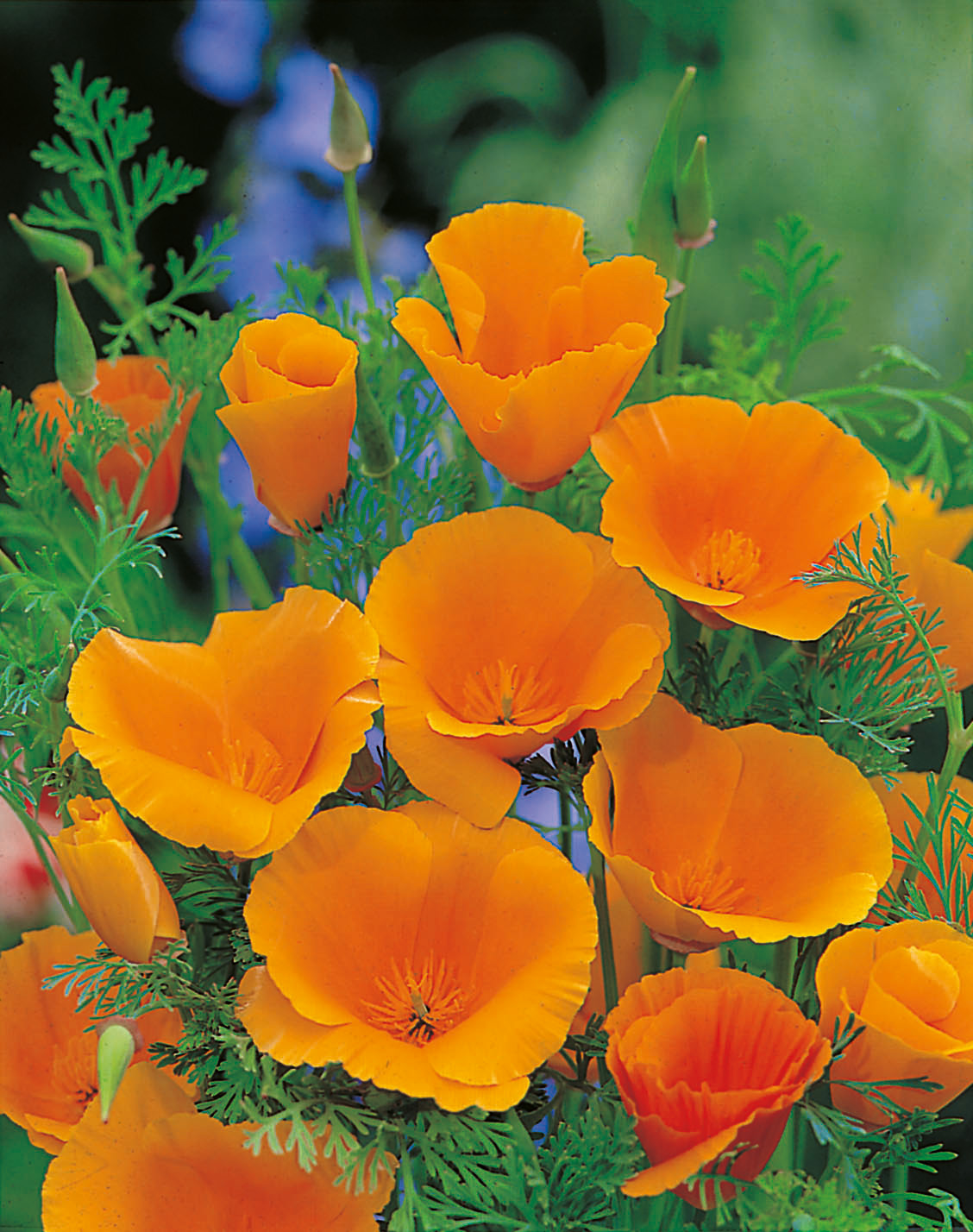 Nahaufnahme von leuchtend orangefarbenen Kalifornischen Mohnblüten (Eschscholzia californica) mit feingliedrigen grünen Blättern