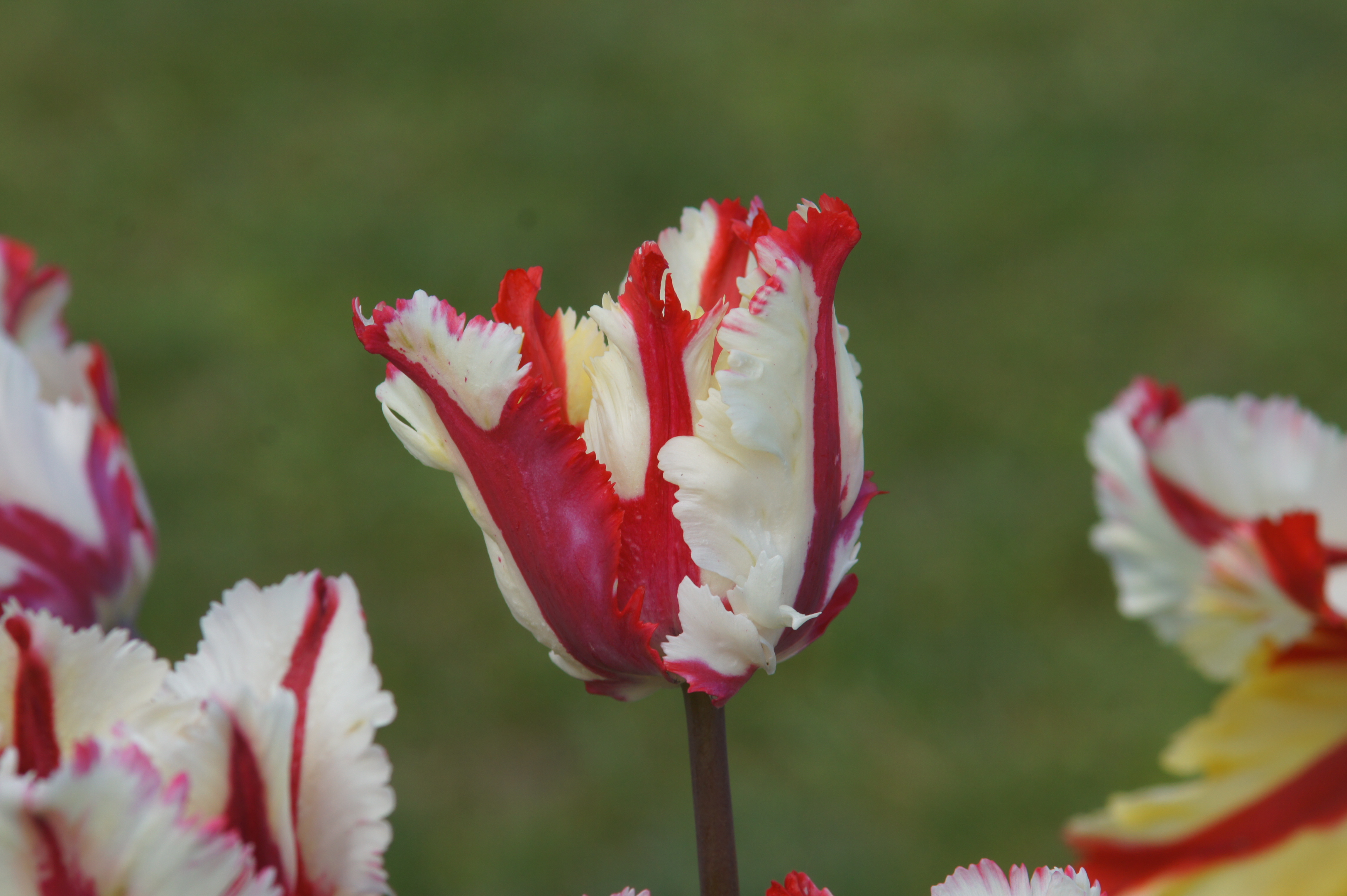 Nahaufnahme einer rot-weißen, gefransten Papageien-Tulpe mit gezackten Blütenblättern vor unscharf grünem Hintergrund