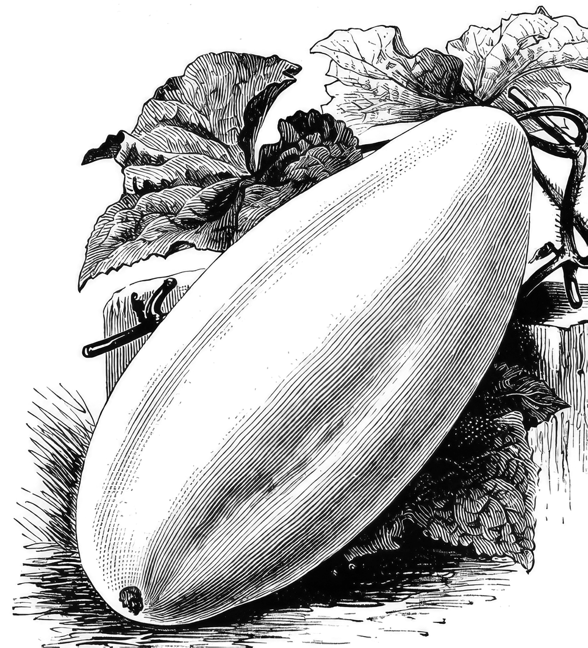 Gurke White Wonder