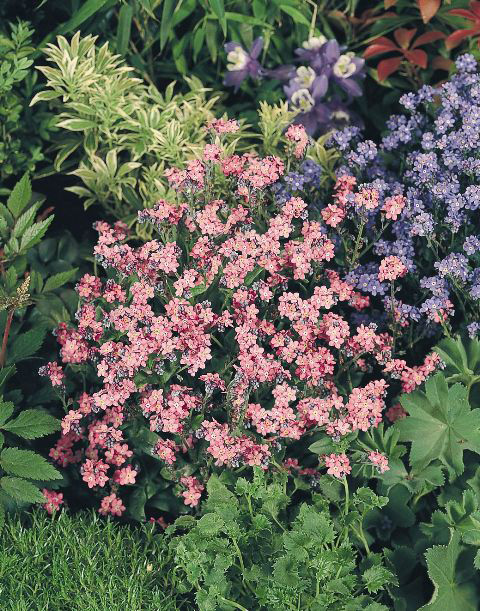 Nahaufnahme von Bodendeckerstauden mit dichten rosa und violetten Blüten, grünem Laub und teils weißbunten Blättern in einem Steingarten-Arrangement