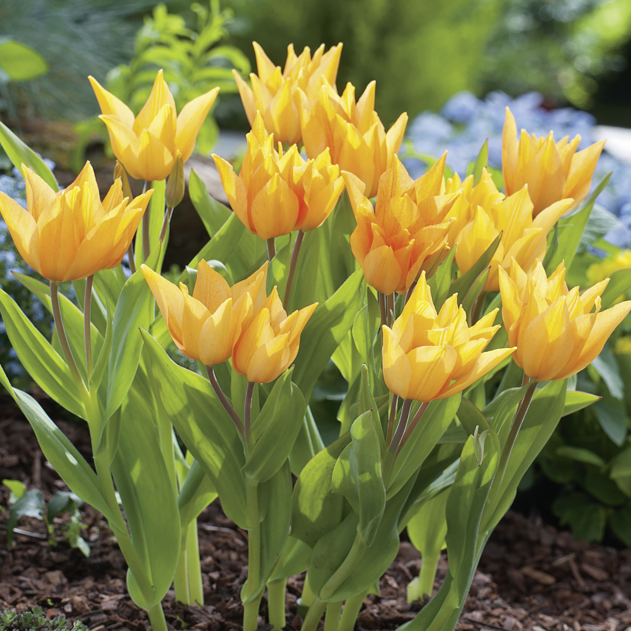 Nahaufnahme mehrerer orange-gelber Tulpen mit grünem Laub in einem mit Mulch bedeckten Gartenbeet bei Sonnenschein