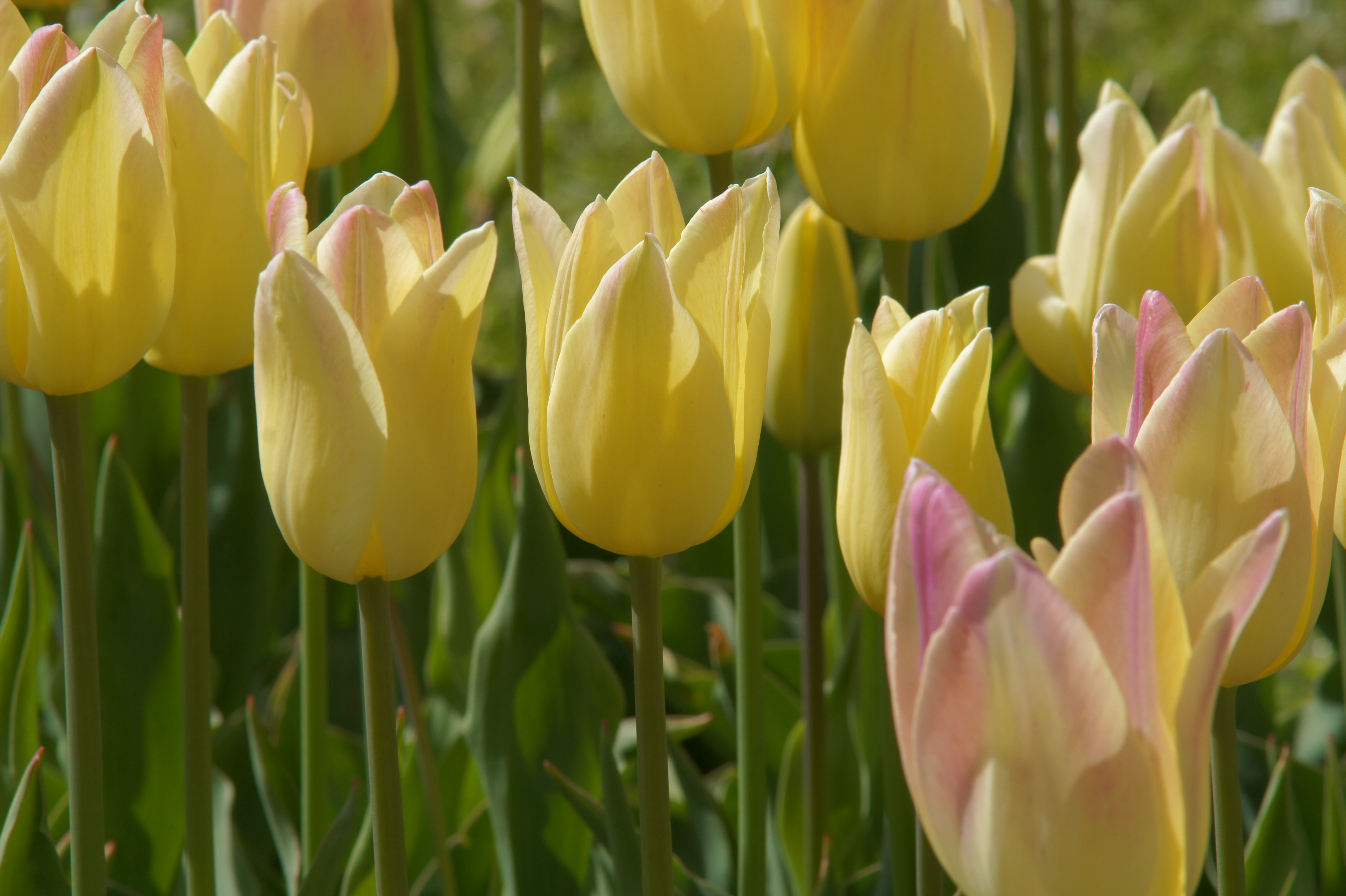 Nahaufnahme gelber Tulpen mit einem leichten rosa Hauch an den Blütenkanten, grünem Blattwerk im Hintergrund