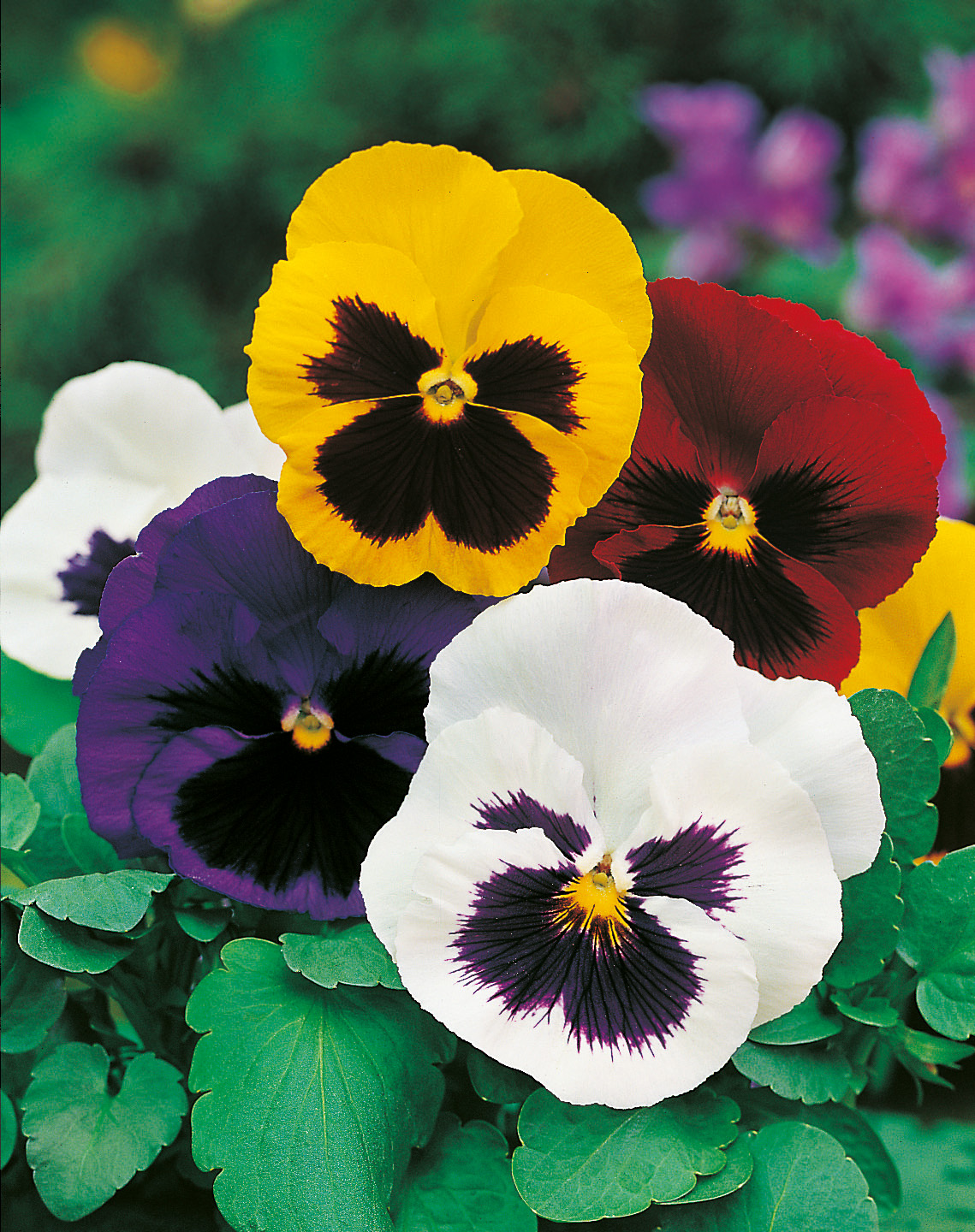 Nahaufnahme bunter großblumiger Stiefmütterchen (Viola) in Gelb, Rot, Violett und Weiß auf grünem Blattwerk