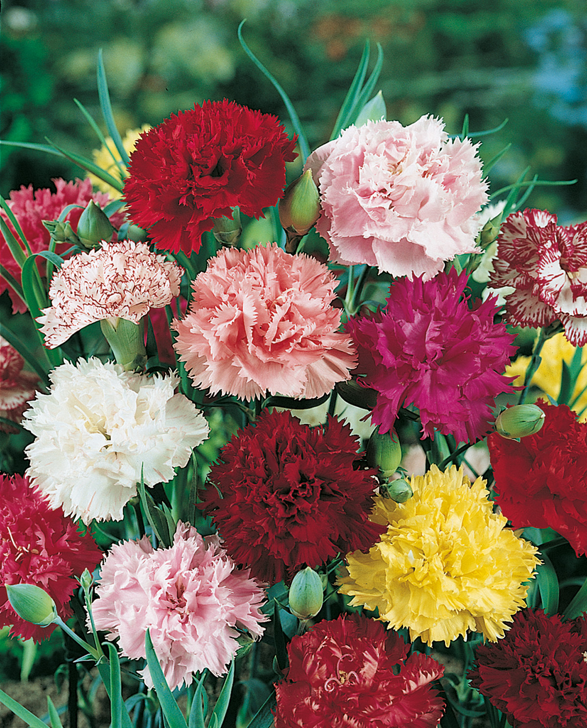 Nahaufnahme eines bunten Nelkenstraußes (Dianthus) mit roten, rosa, weißen, gelben und pinken Blüten, gezackten Blütenblättern und grünen Knospen
