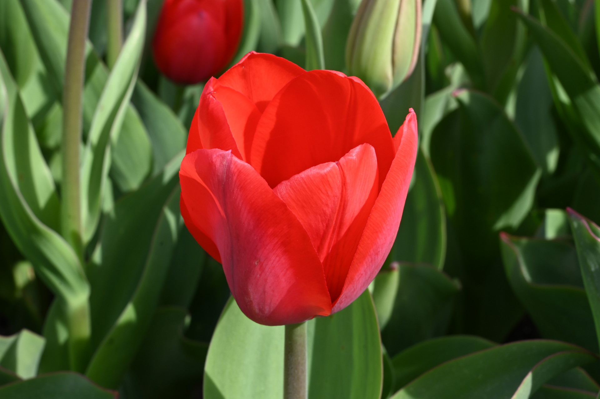 Nahaufnahme der Darwin-Hybrid-Tulpe Lucky One mit klassisch geformter, satt roter Blüte im Beet – elegante Frühlingsblume für Rabatten, Kübel und als Schnittblume.
