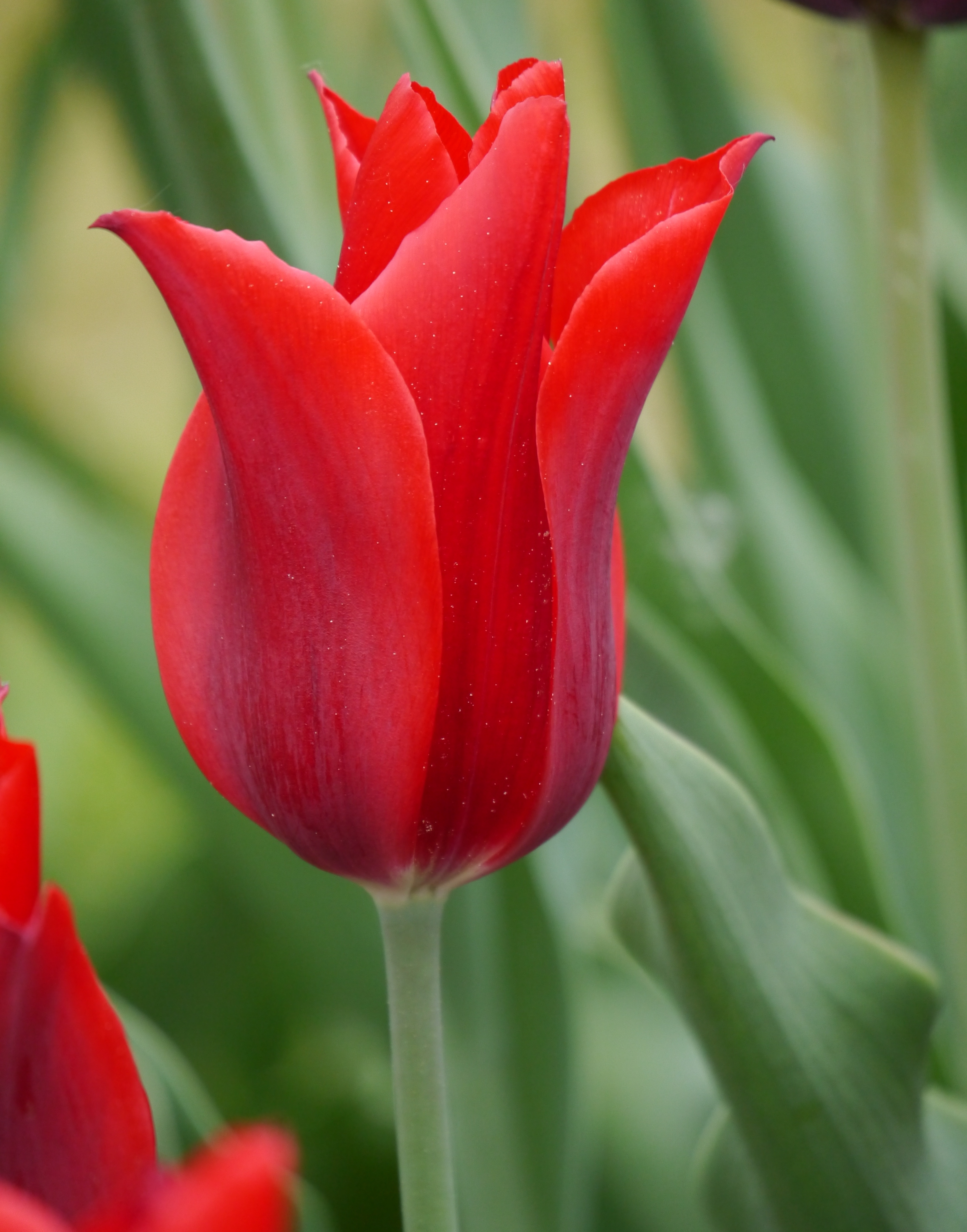 Nahaufnahme einer roten Tulpe mit hellgrünem Stiel und unscharfem Blattwerk im Hintergrund