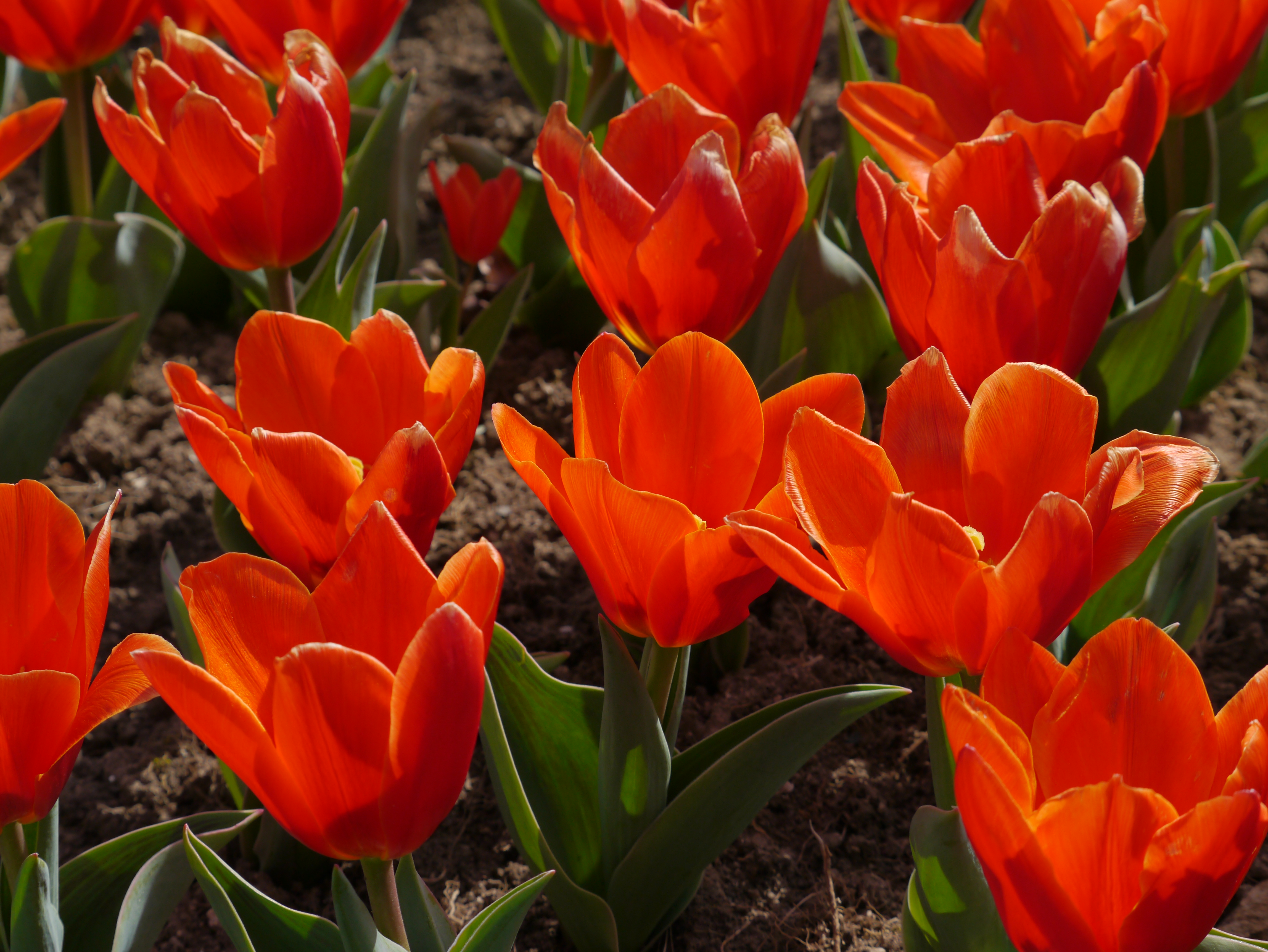 Nahaufnahme von leuchtend orangenen Tulpen in voller Blüte, umgeben von frischem Grün.