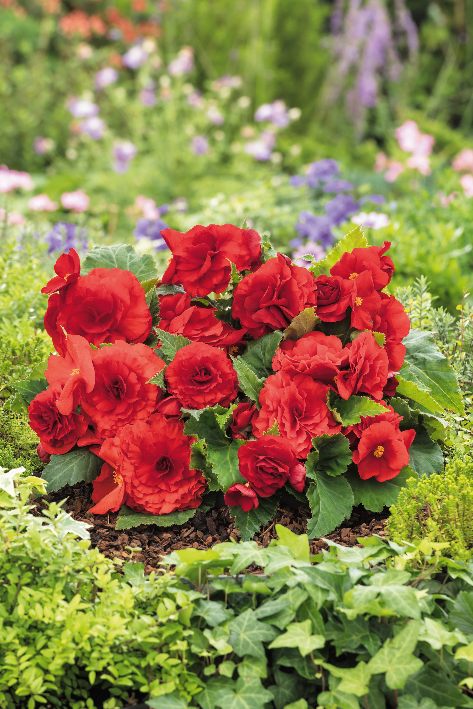 Knollenbegonien Nonstop Rot