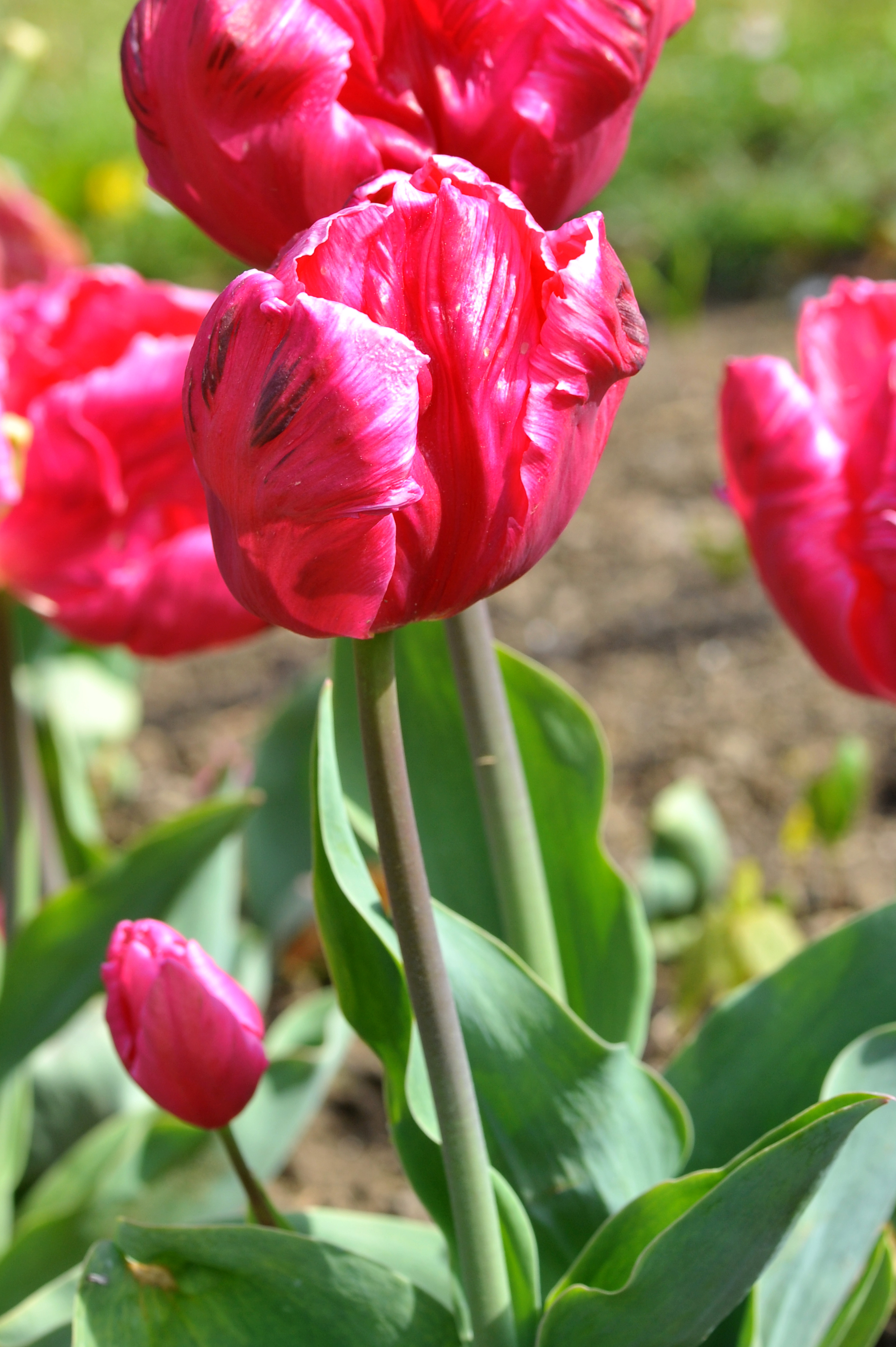 Rote Tulpenblüten mit glänzenden Petalen und grünen Blättern im Garten