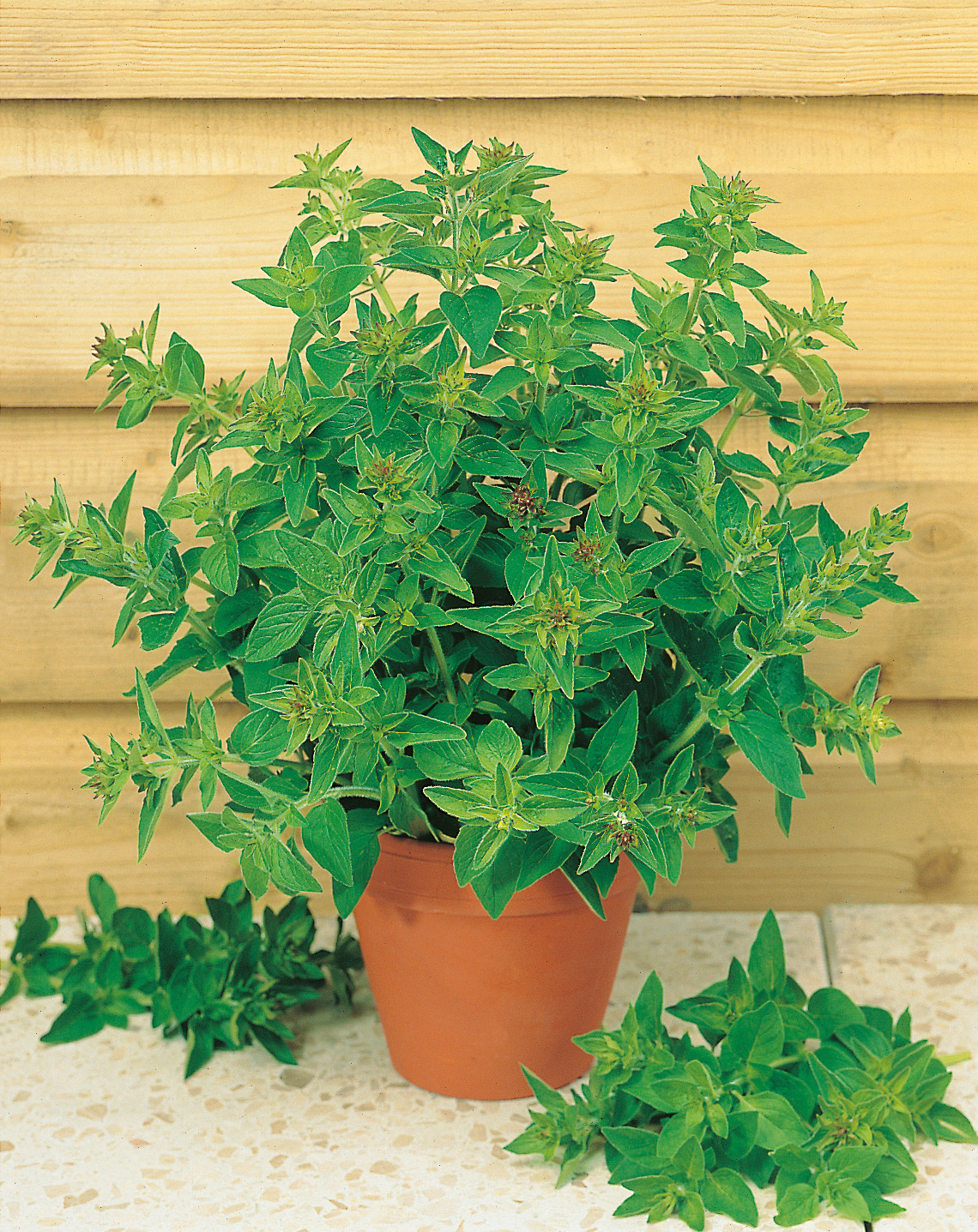92070_Oregano Staudenmajoran-Dost Frische Oregano-Kräuterpflanze im Terrakottatopf mit dichten grünen Blättern und jungen Blütenknospen, auf hellem Steinboden vor Holzverkleidung