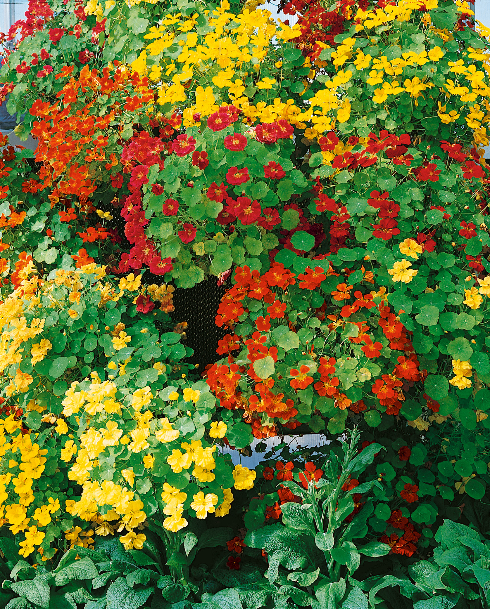 Kapuzinerkresse (Tropaeolum) in Hängeampel mit dichtem Laub und vielen roten, orangefarbenen und gelben Blüten sowie runden grünen Blättern