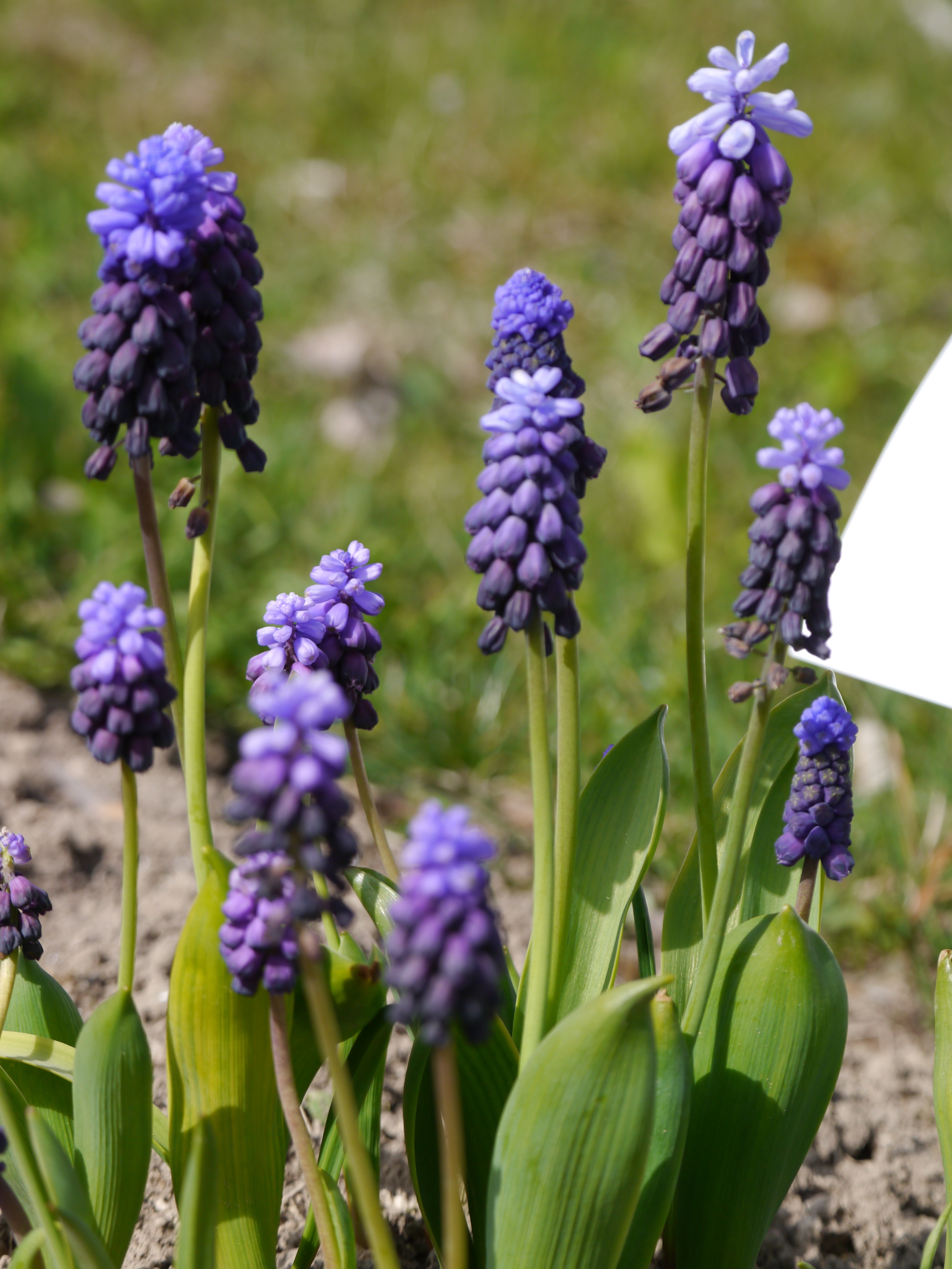 58023_Muscari latifolium Nahaufnahme von violetten Traubenhyazinthen (Muscari) mit grünen Blättern im Beet