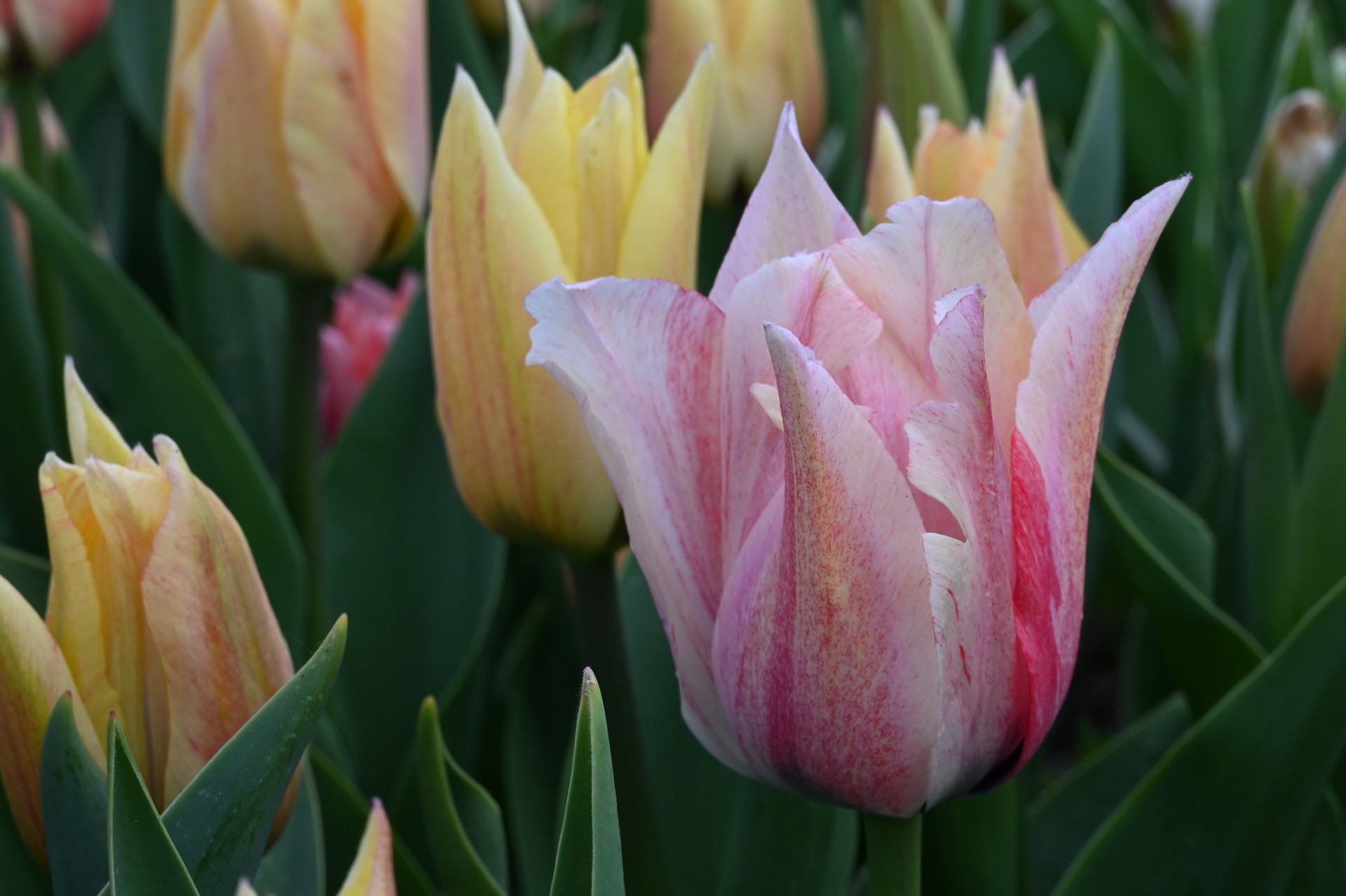 Triumph-Tulpe Karate im Beet mit zart gelben Blüten, die sich rosa bis hell kirschrot färben – elegante Frühlingsblume für Rabatten und Kübel