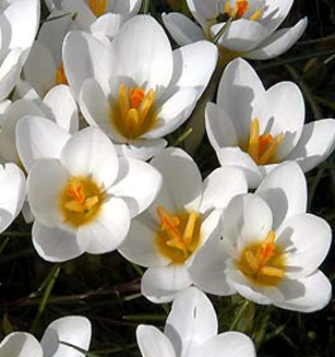 Weiße Krokusse mit gelben Blütenmitten