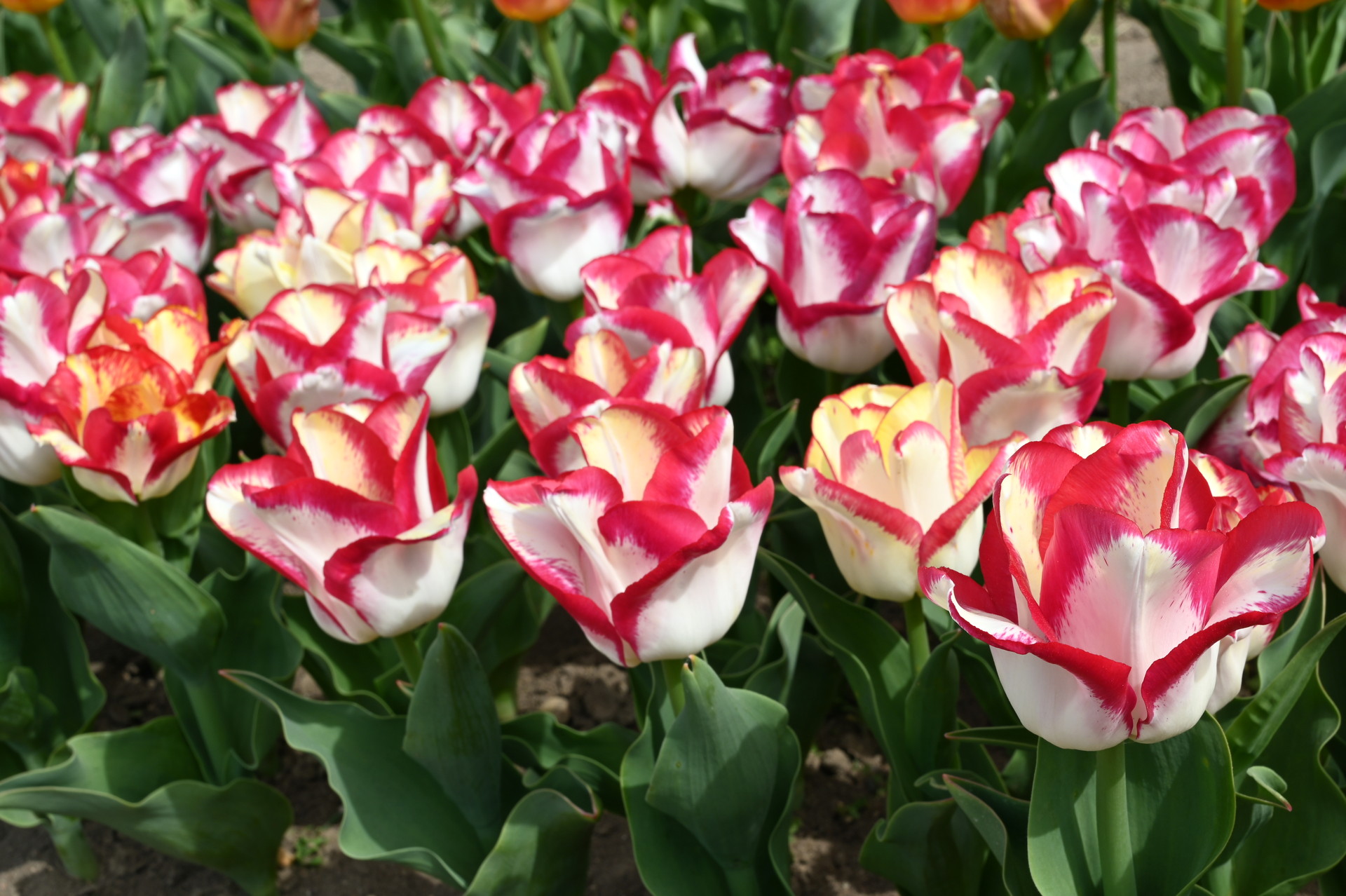 Triumph-Tulpen Aquarel im Beet: elegante Tulpen mit cremeweißen bis gelblichen Blüten und markant rotem Rand, ideal für Rabatten und Kübel im Frühling
