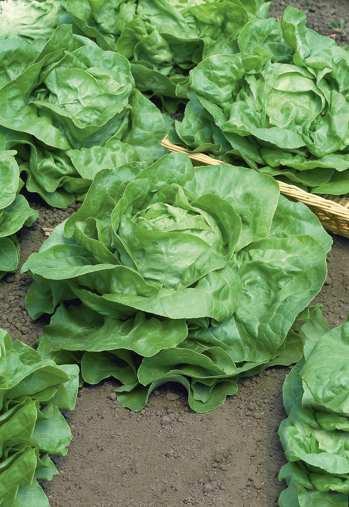 Mehrere frische grüne Kopfsalate (Butterhead) auf lockerer Erde, große knackige Blätter, ideal für Salate, Gastronomie und Verkauf