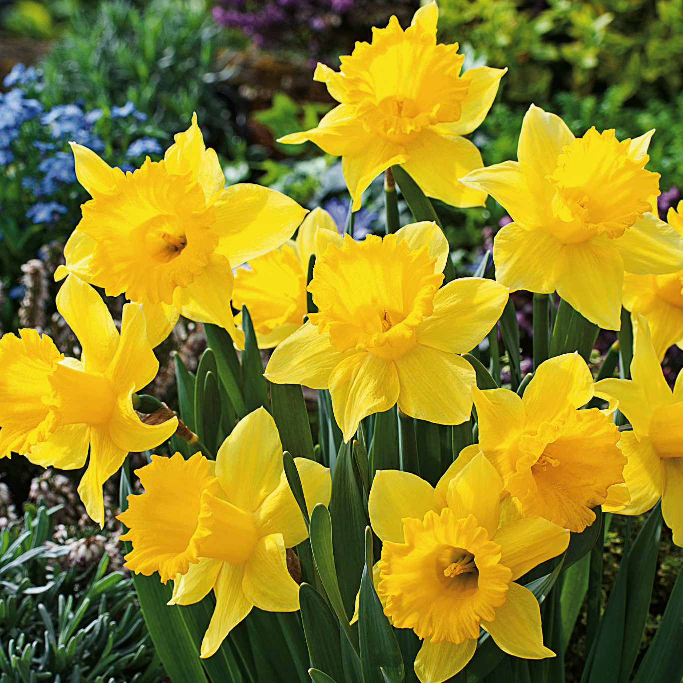 Nahaufnahme mehrerer leuchtend gelber Narzissen (Osterglocken) mit grünen Blättern in einem blühenden Frühlingsgarten