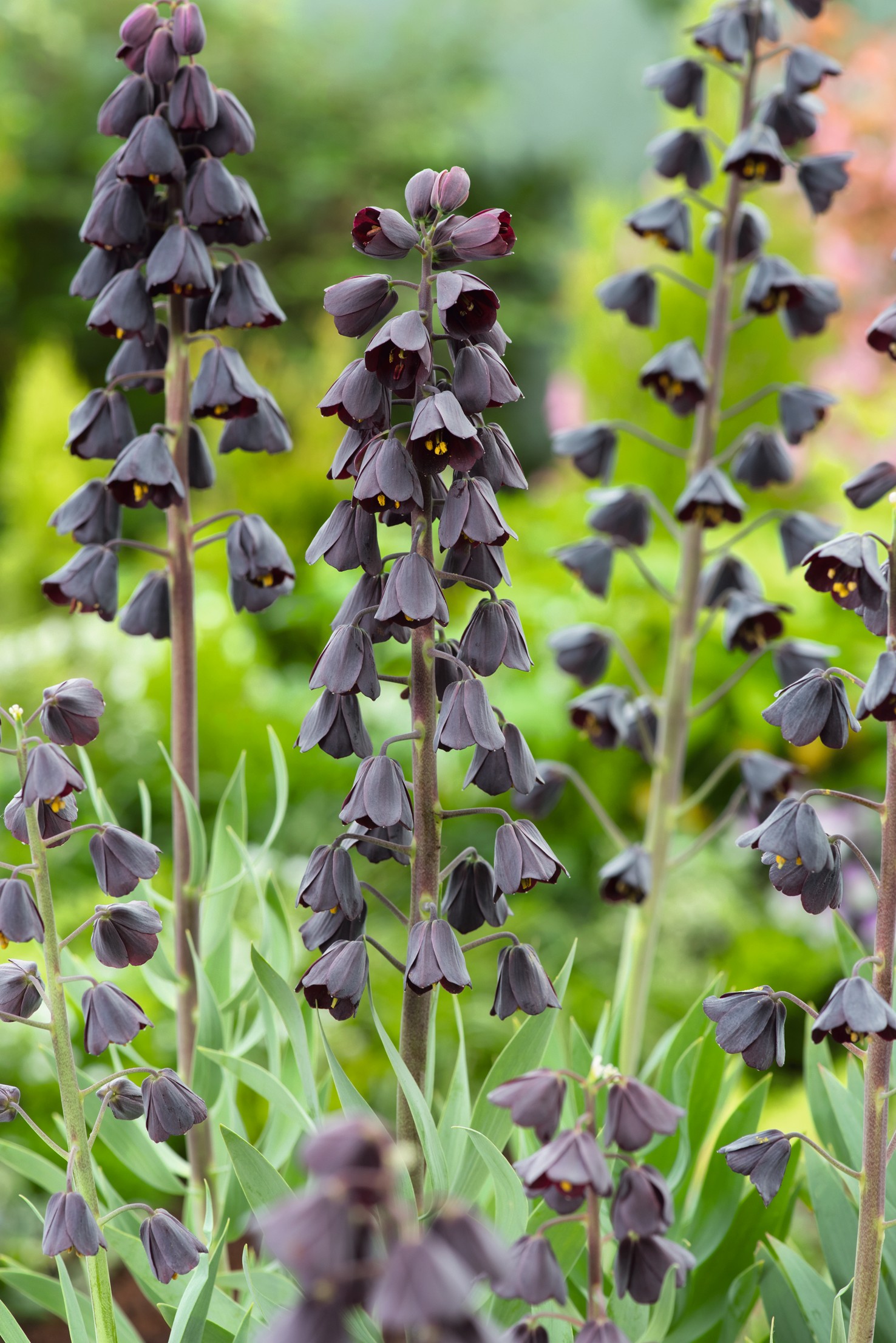 Nahaufnahme mehrerer Fritillaria persica mit langen Stängeln und zahlreichen dunkelvioletten, glockenförmigen Blüten vor grünem, unscharfem Gartenhintergrund.