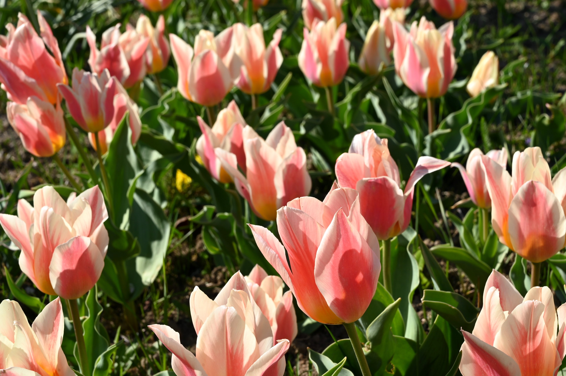 Greigii-Tulpen Serano im Beet mit cremeweißen Blüten, zarten rosa Flammen und goldenem Schimmer – kompakte Frühlingsblüher für Beete und Kübel