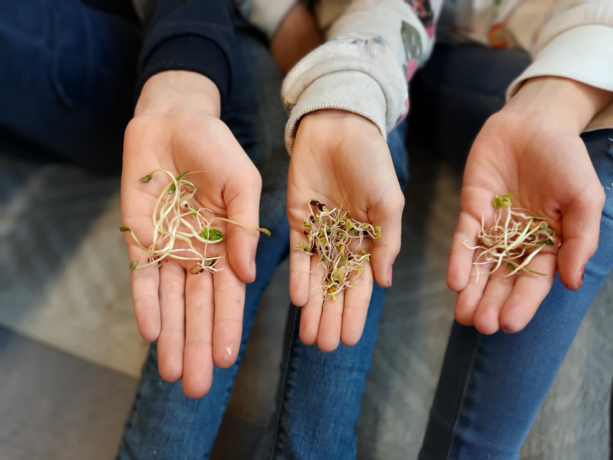 Drei Hände halten verschiedene Arten von Sprossen