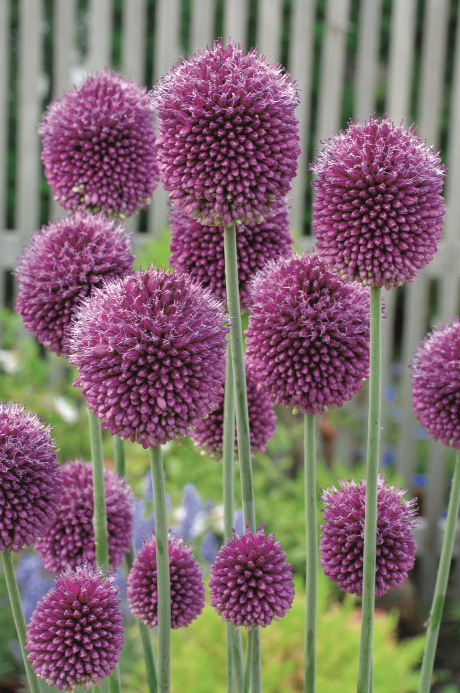 56065_16101491_FM Mehrere hohe Stängel mit runden, dicht besetzten violetten Allium-Kugeln vor einem hellen Gartenzaun