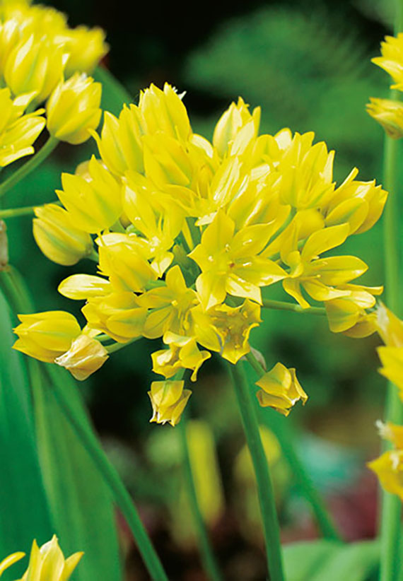 56037_14108583_FM Nahaufnahme eines gelben Zierlauchs (Allium) mit mehreren geöffneten und teilweise geschlossenen Blüten in kugeliger Dolde vor grünem Hintergrund