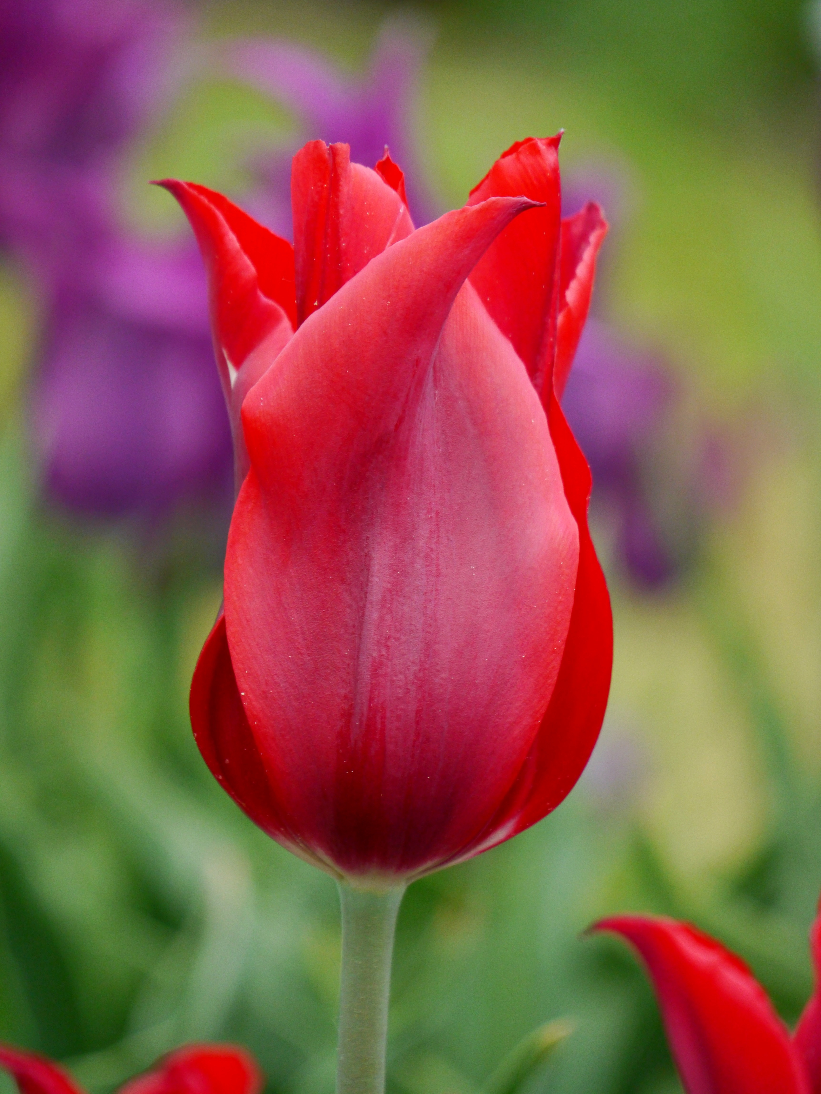 Nahaufnahme einer roten Tulpe mit spitz zulaufenden Blütenblättern vor unscharfem grün-lila Gartenhintergrund