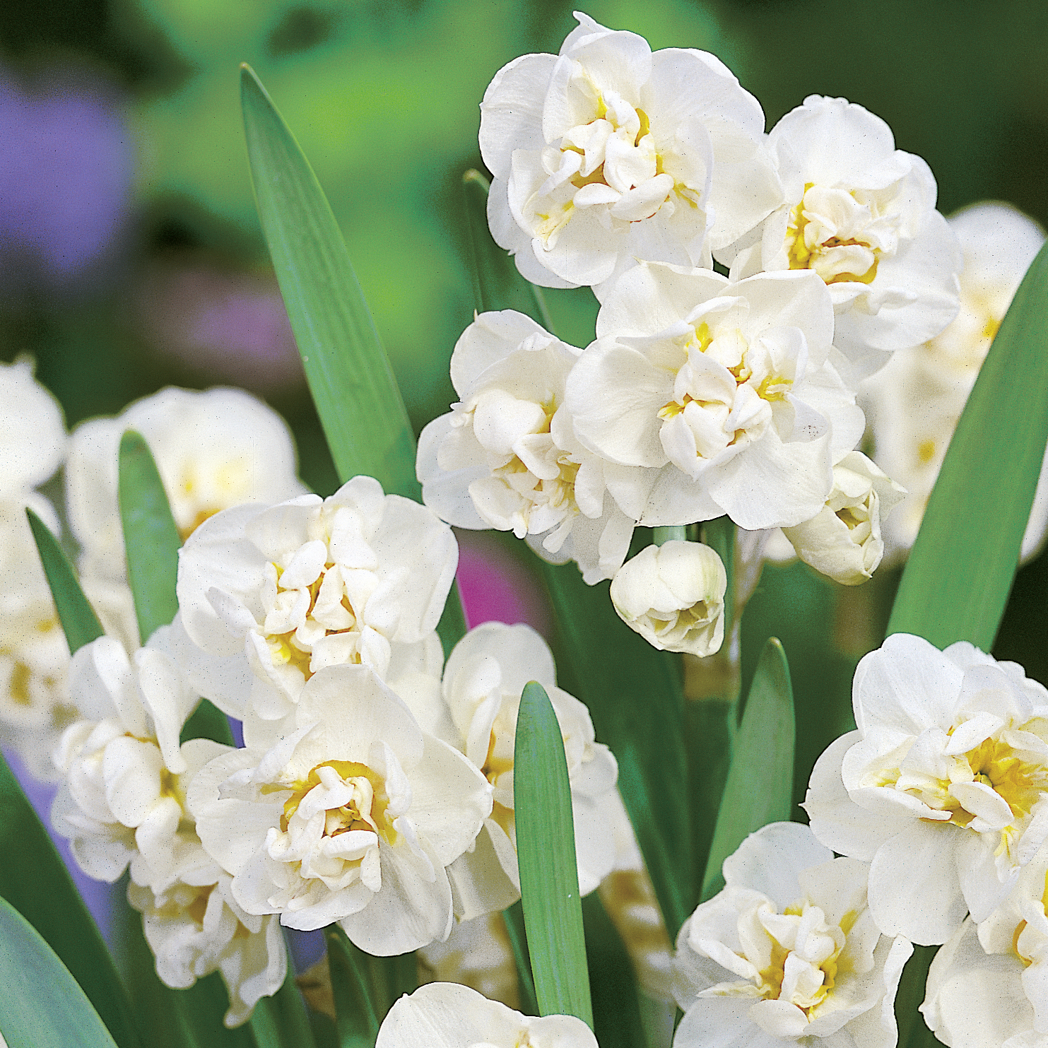 Weiß blühende Blumen mit grünen Blättern im Garten