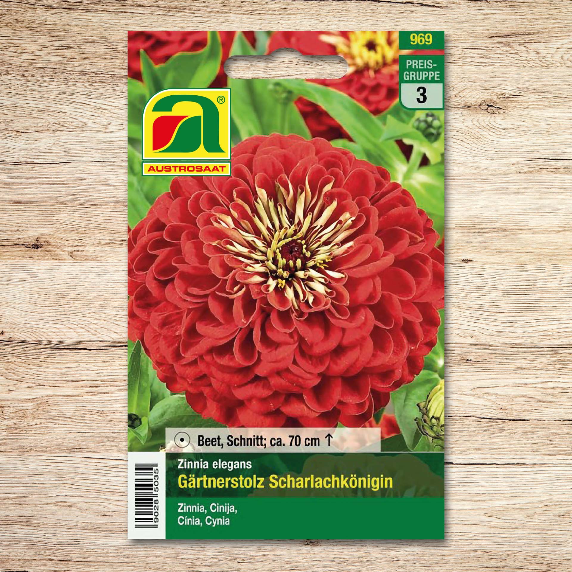 Zinnien Scharlachkönigin