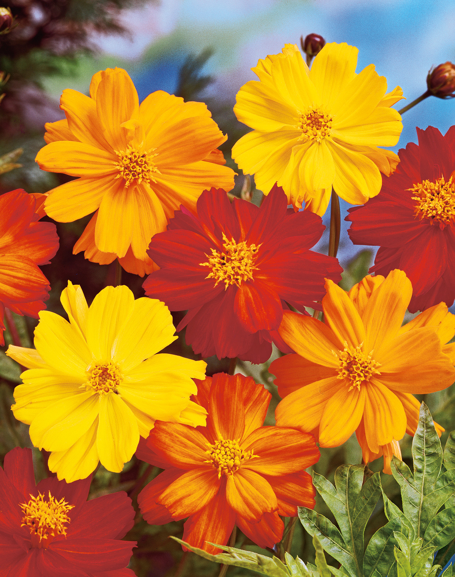 Nahaufnahme bunter Cosmea/Schmuckkörbchen-Blüten in Gelb, Orange und Rot