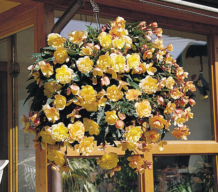95280_Girlandenbegonie illumination Apri Hängende Ampel mit gelben, gefüllten Begonienblüten vor einem Holzfenster; ideal als Balkon- oder Terrassendekoration