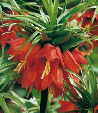 57005_Fritillaria imperialis Rubra.jpg Nahaufnahme einer roten Kaiserkrone (Fritillaria imperialis) mit hängenden Blüten und glänzenden grünen Blättern