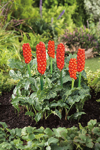 50025_14321355_FM Aronstab (Arum italicum) mit leuchtend roten Fruchtständen an aufrechten Stängeln und marmorierten grünen Blättern im Gartenbeet