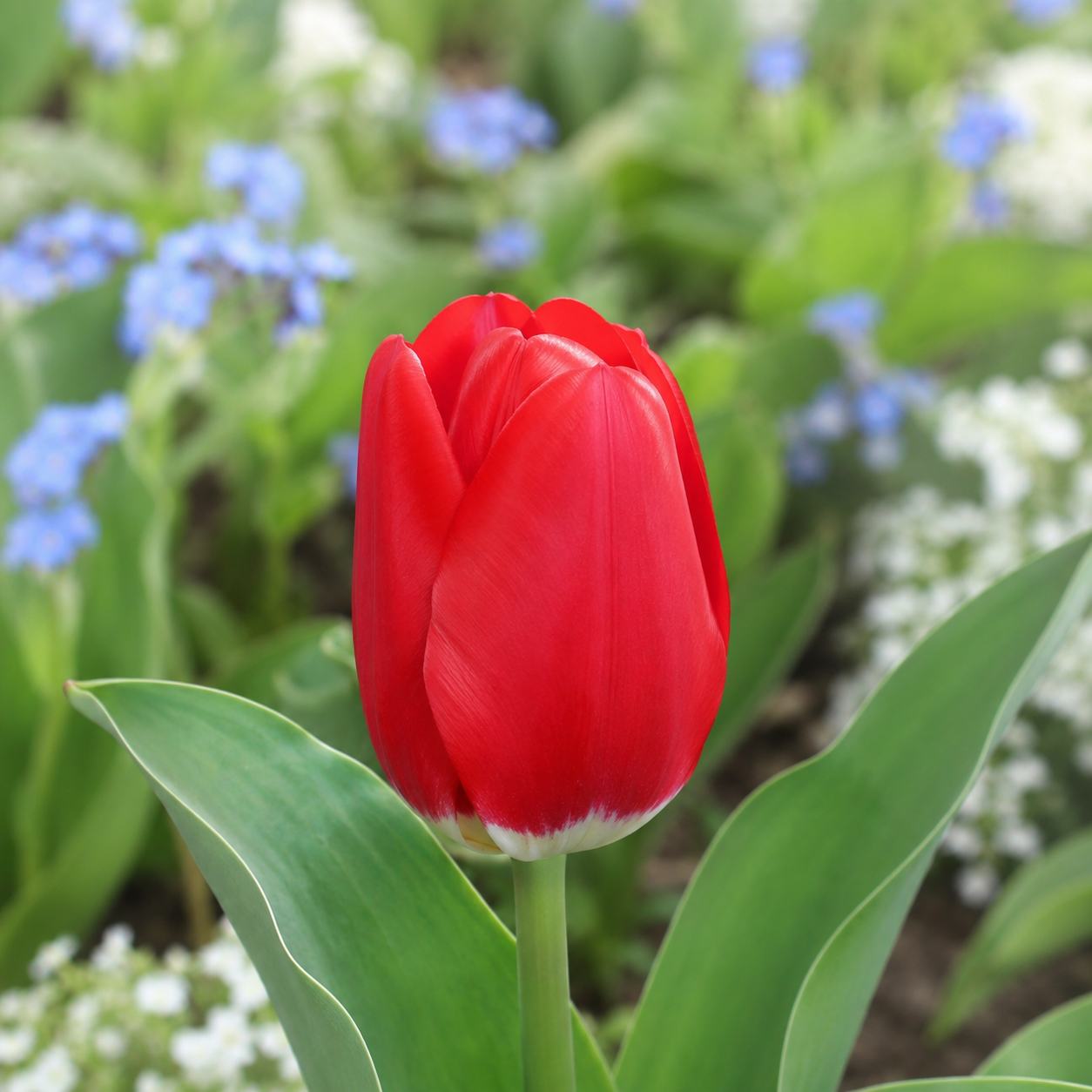 Triumph-Tulpen Red Calgary