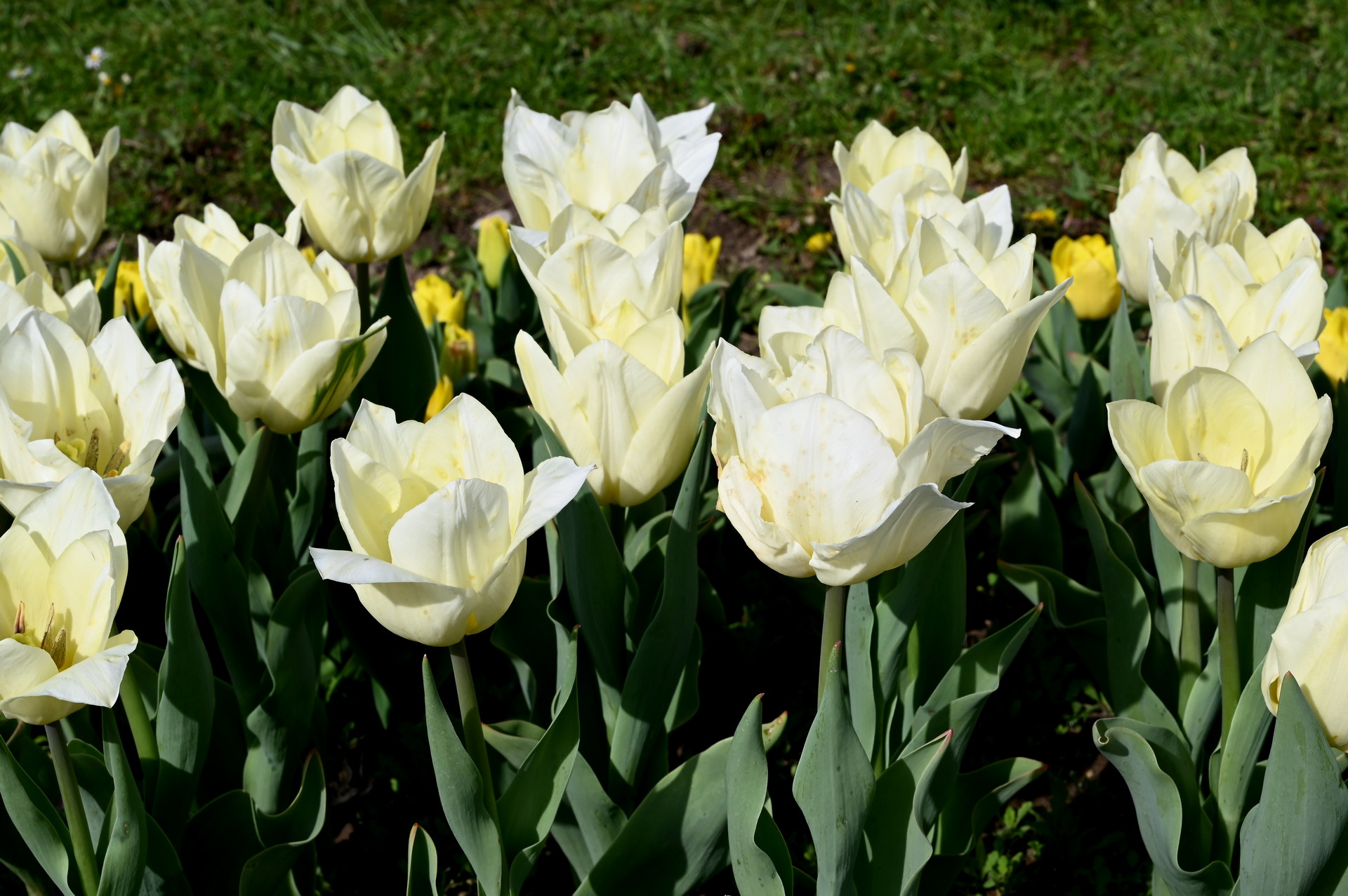 Triumph-Tulpen Fondue