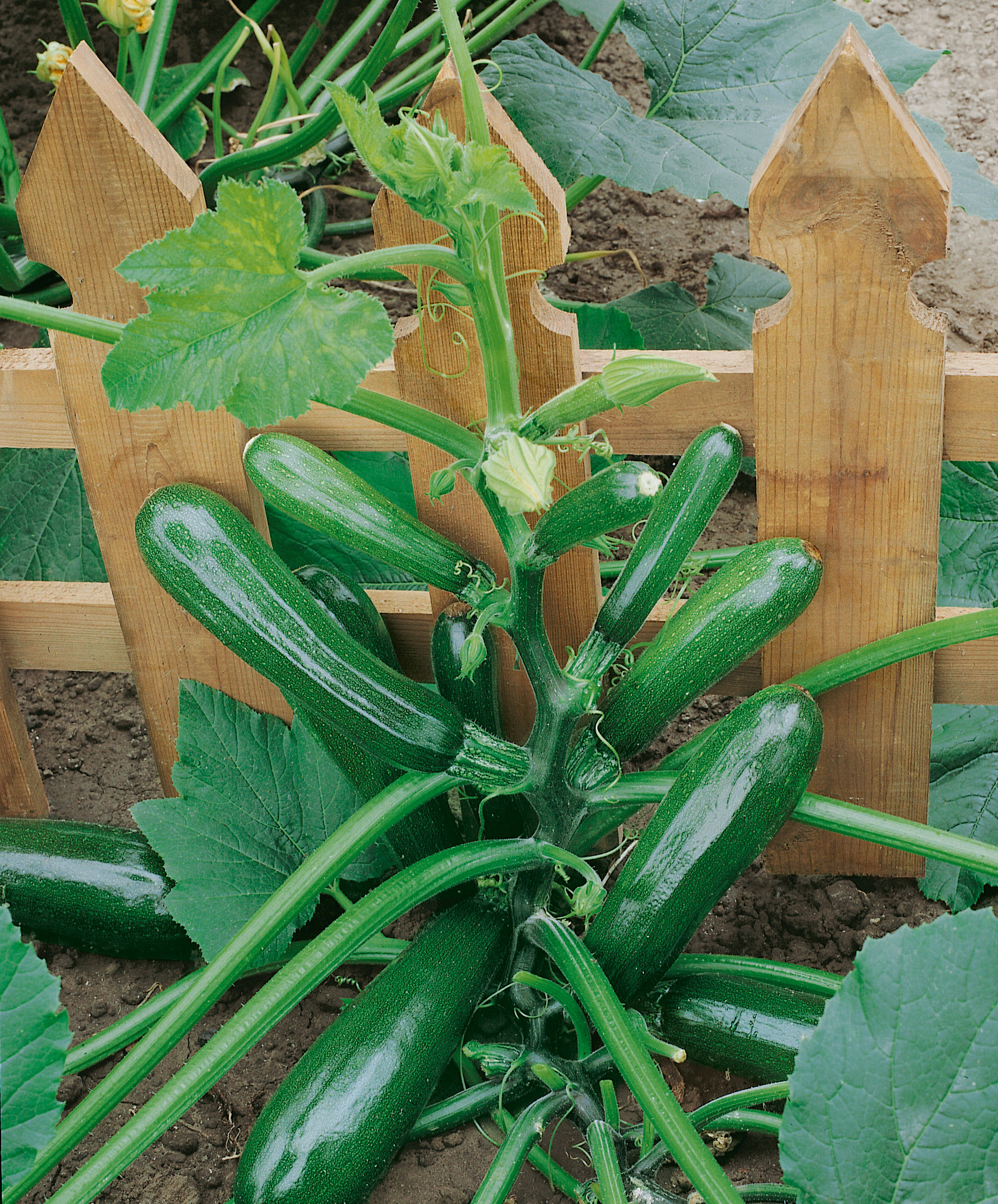 Zucchinipflanze im Beet mit mehreren grünen glänzenden Früchten, großen Blättern und Blüten vor einem Holzlattenzaun