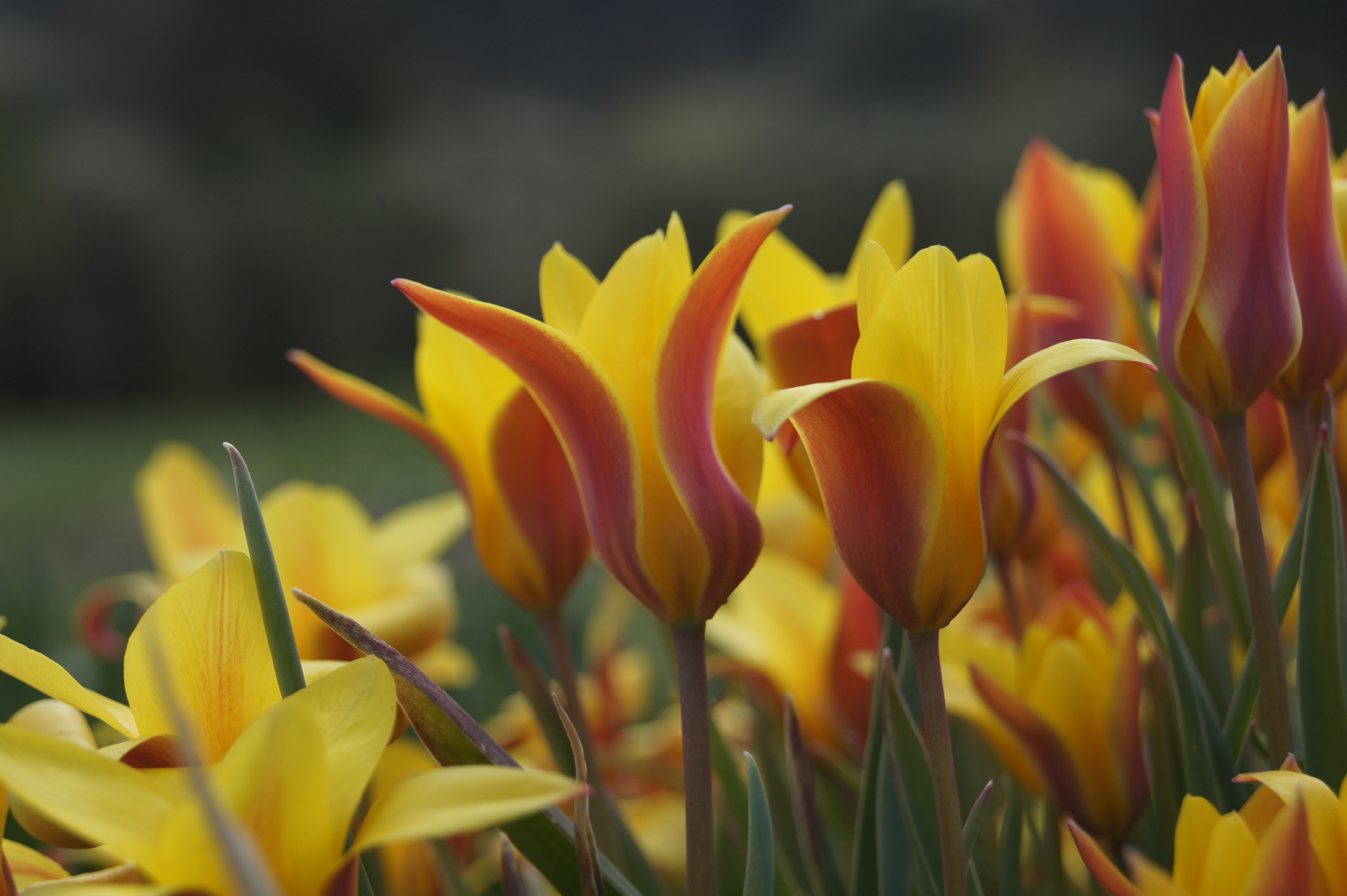 Nahaufnahme gelb-orangefarbene Tulpen mit roten Rändern vor unscharfem Hintergrund